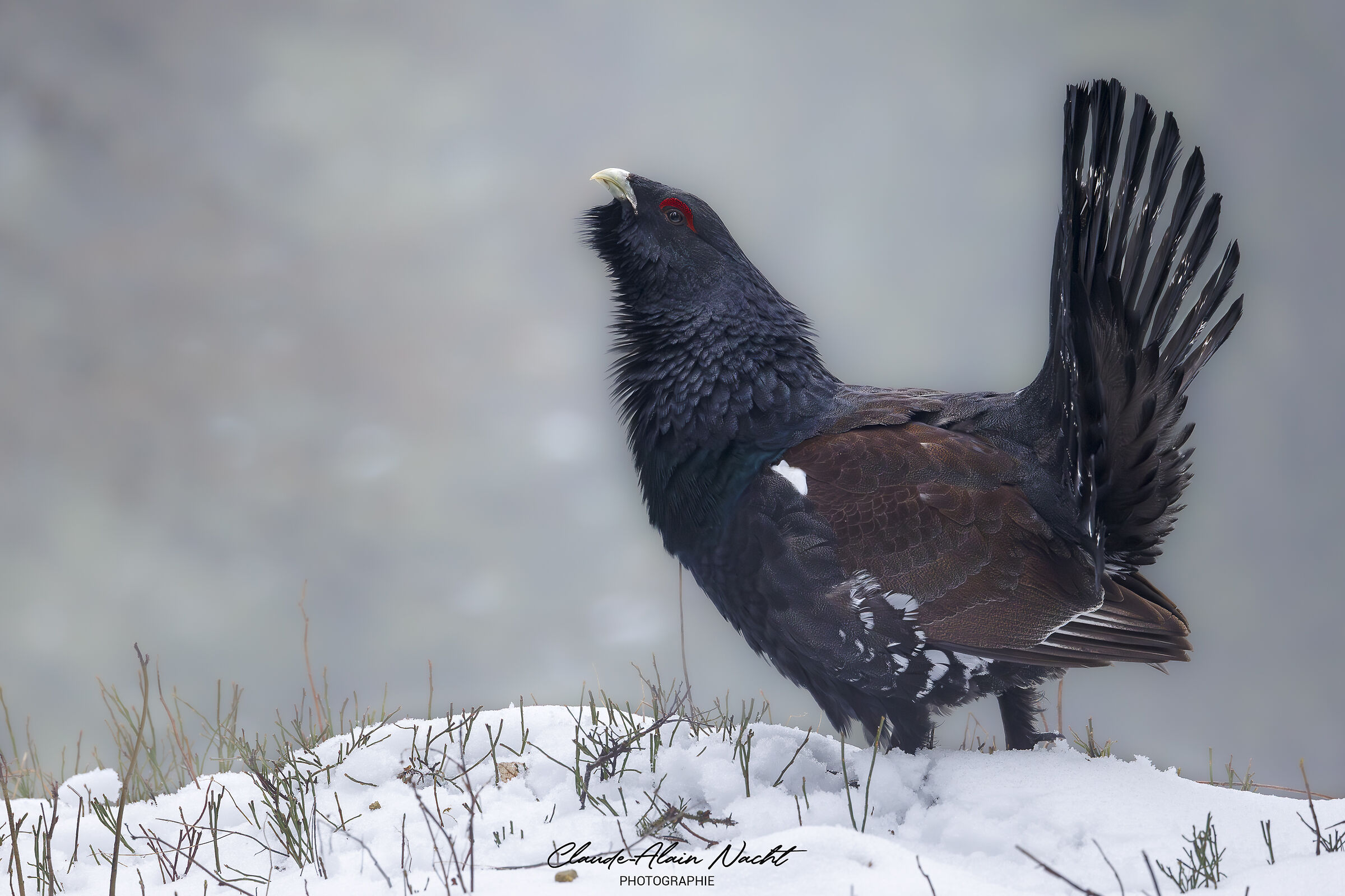 Western capercaillie