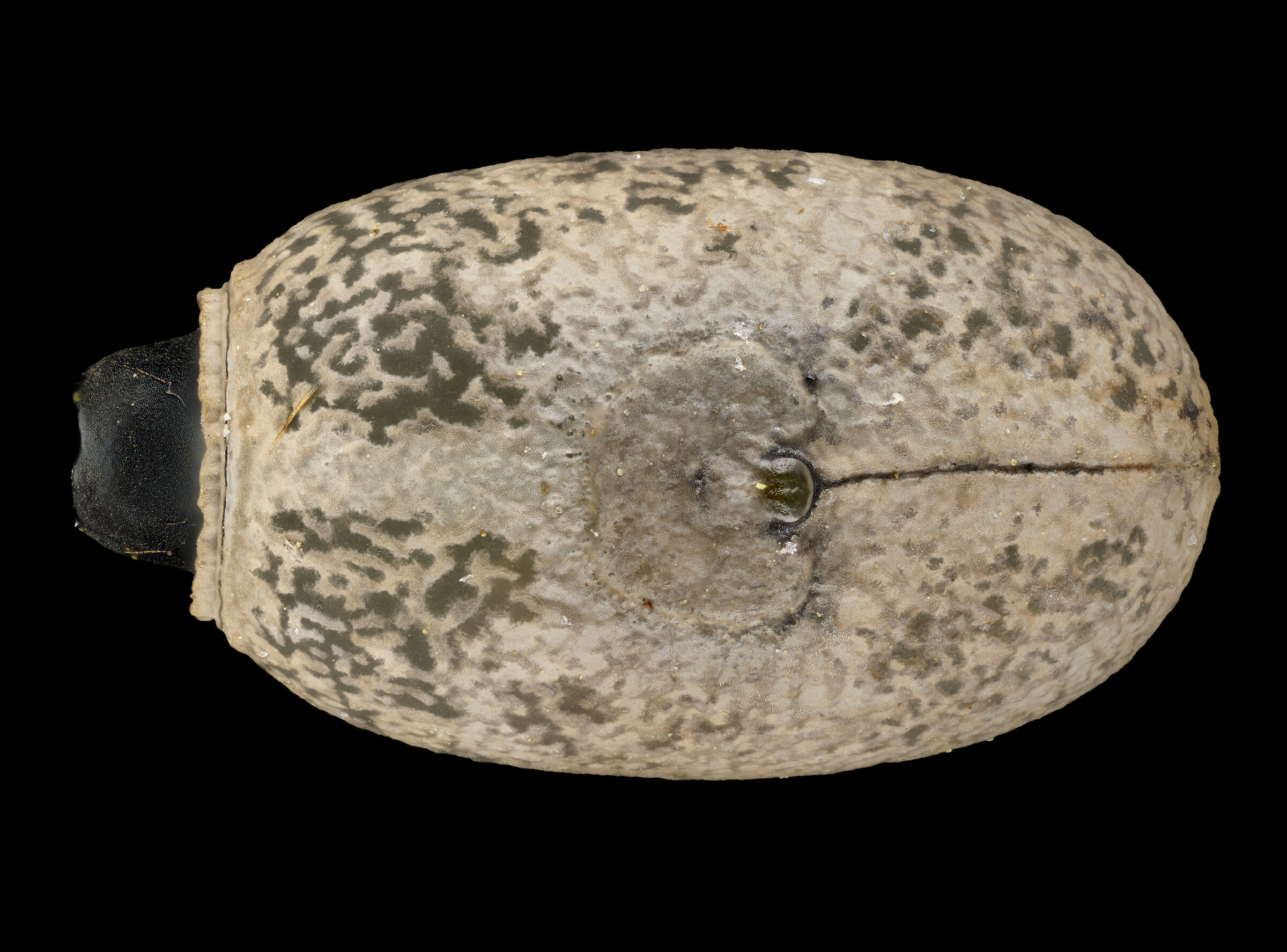 Medauroidea extradentata