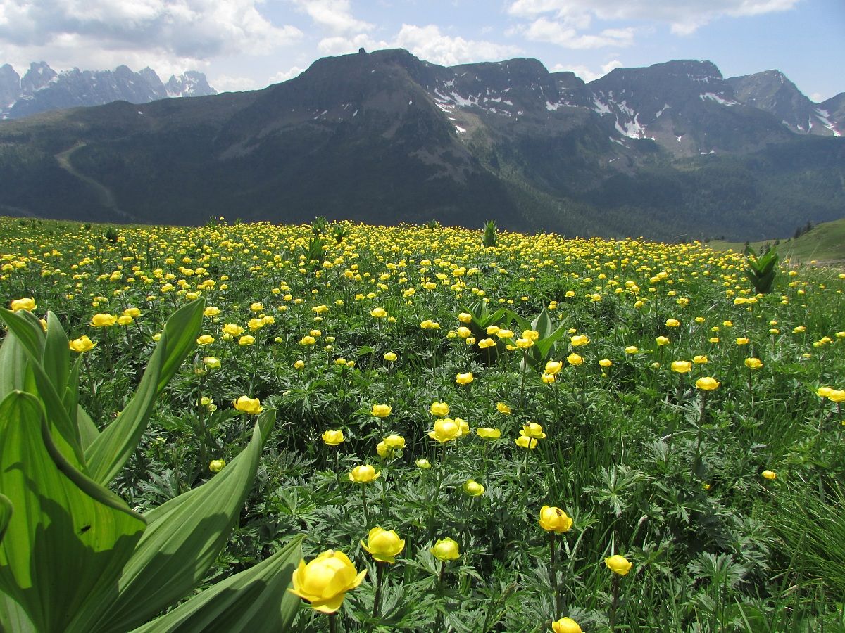 Fioritura di ranuncoli