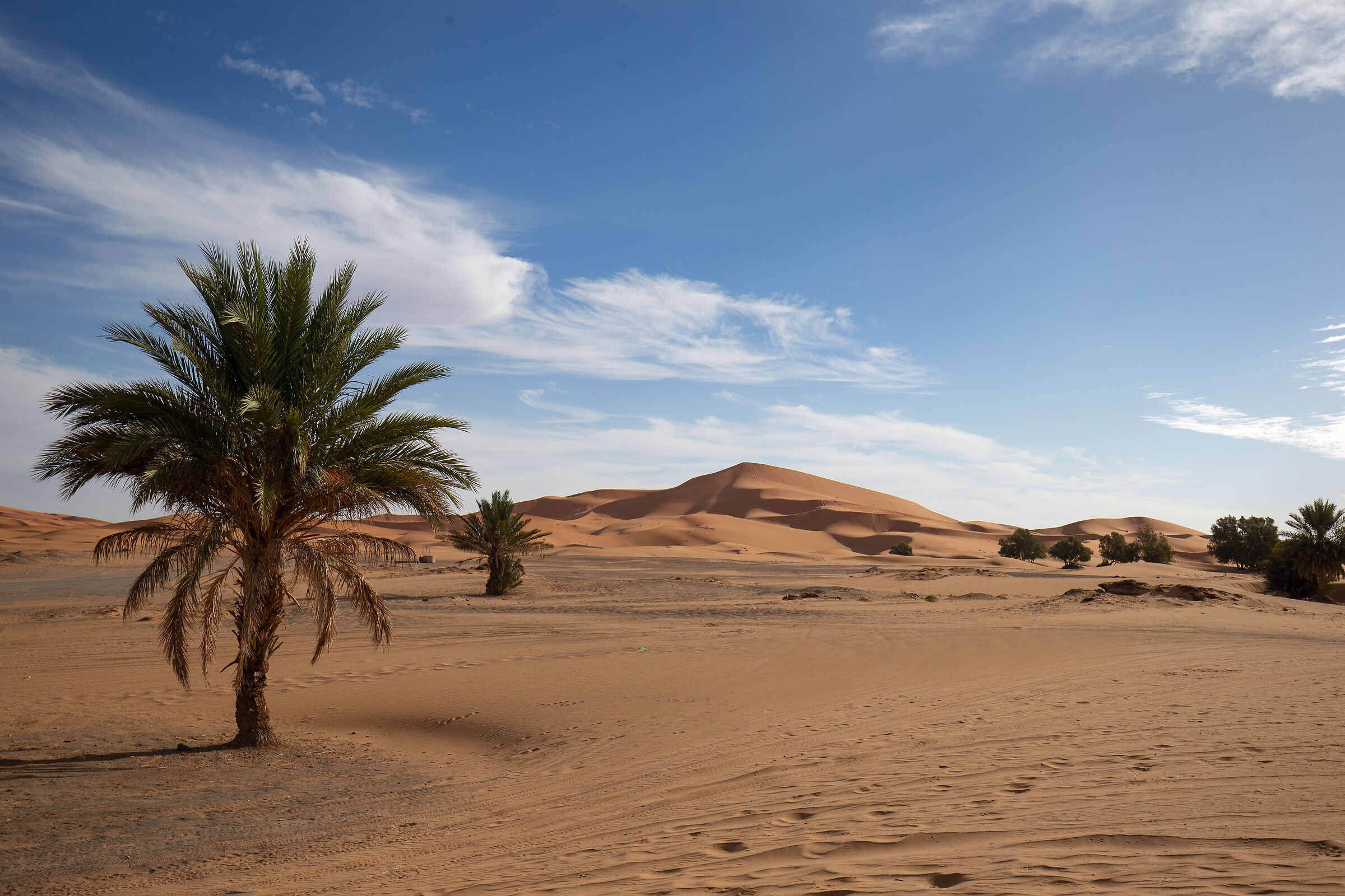 Vegetazione del deserto