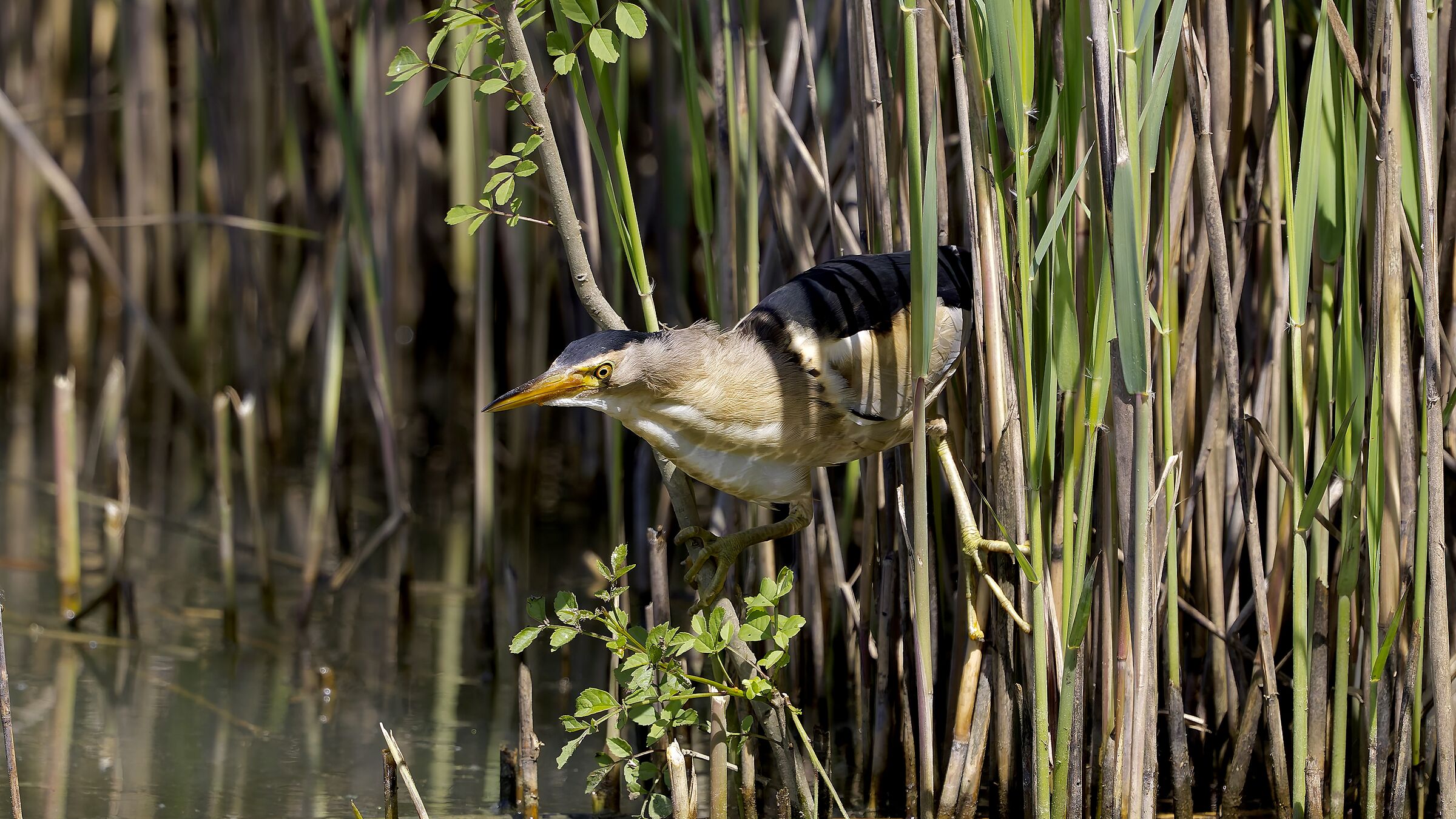 Little Bittern