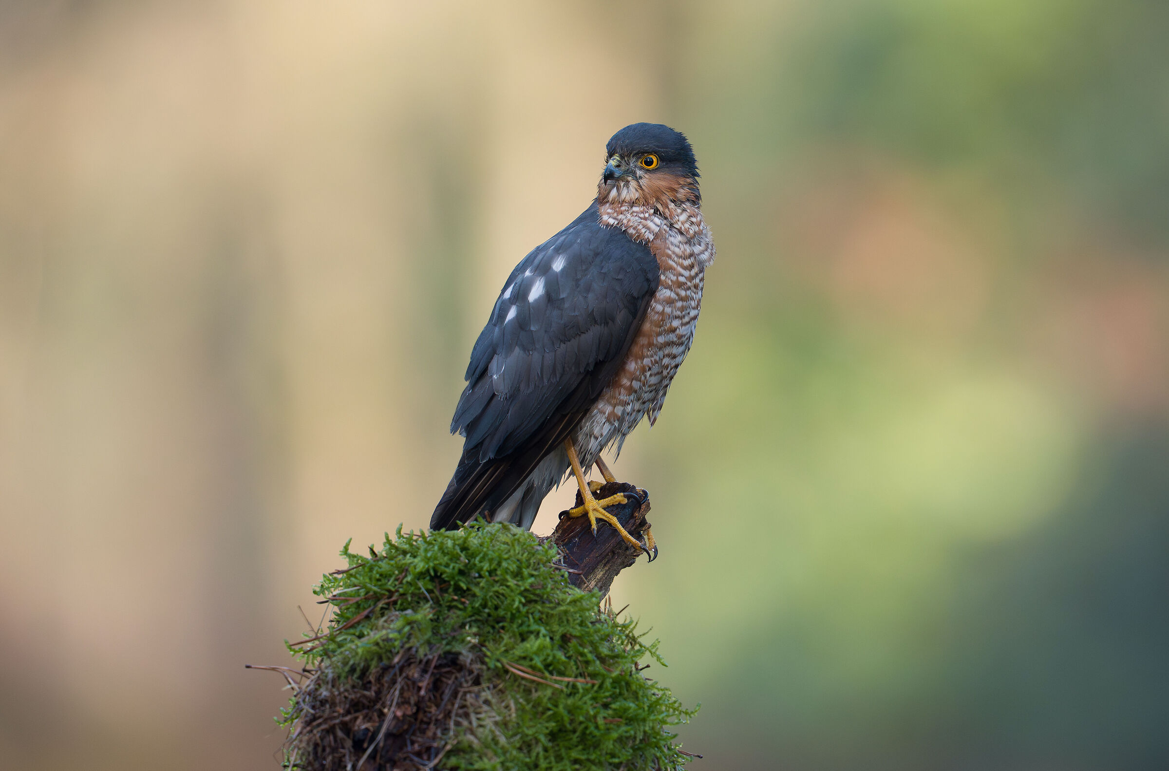 Eurasian Sparrowhawk