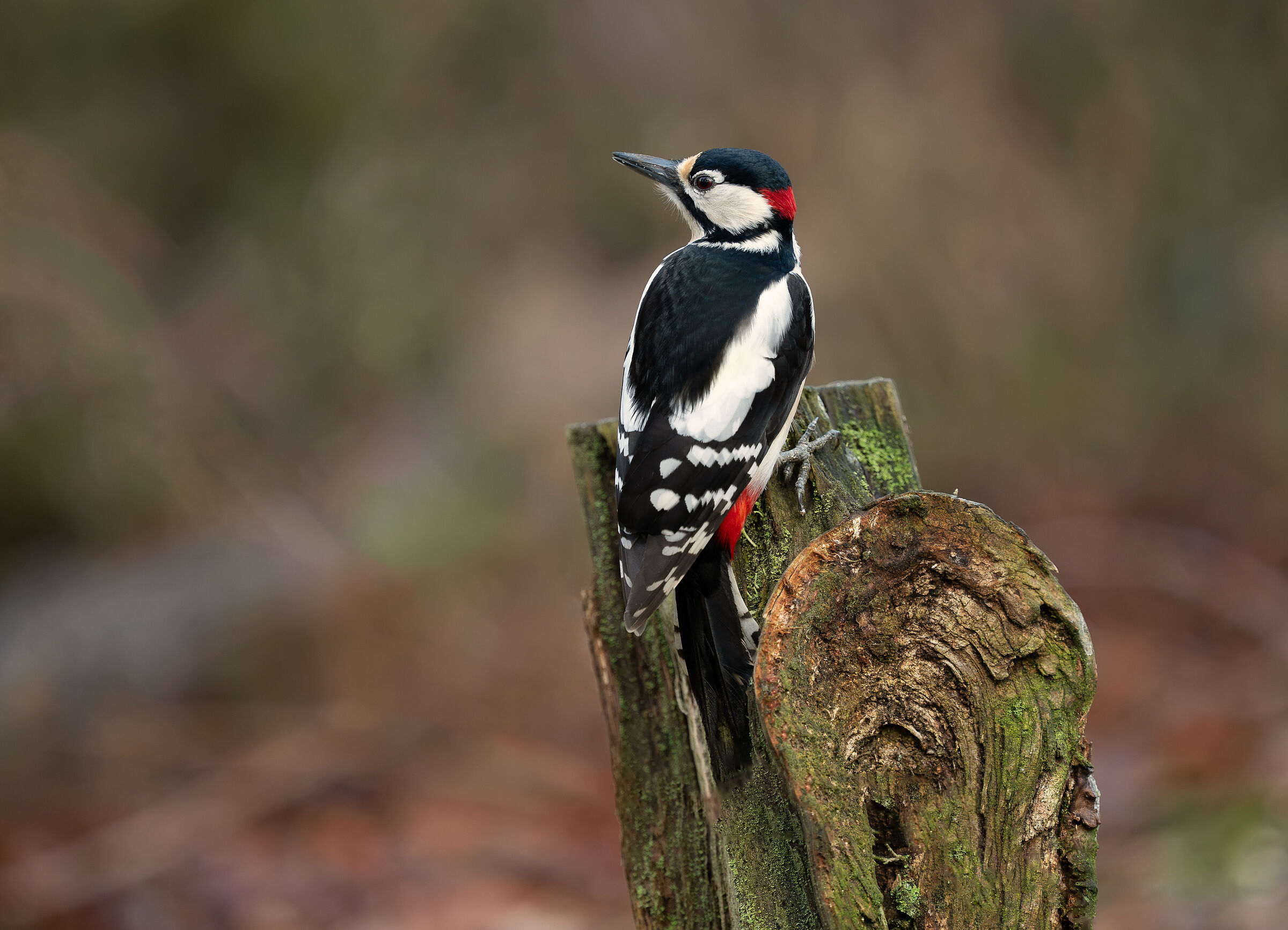Woodpecker