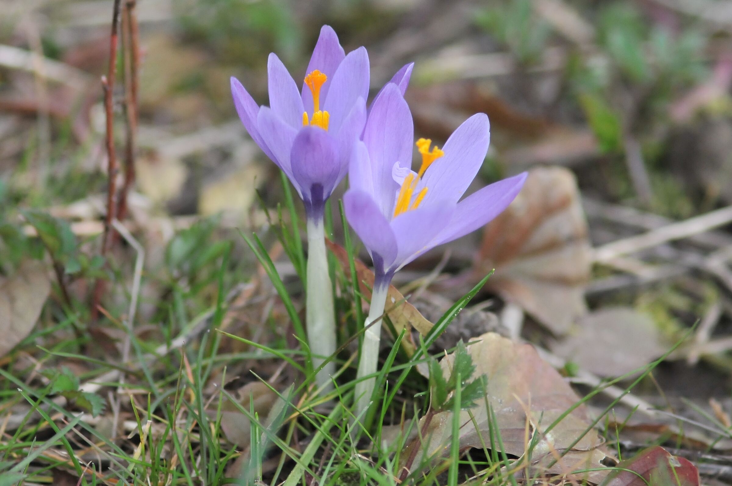 Crocus tommasinianus