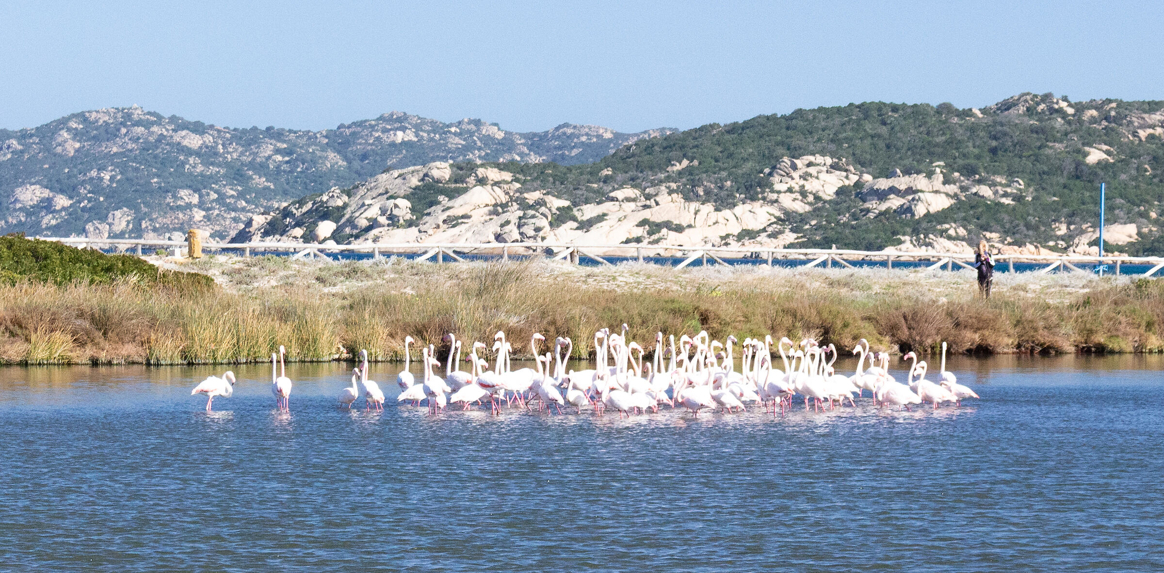 Flamingos in a group