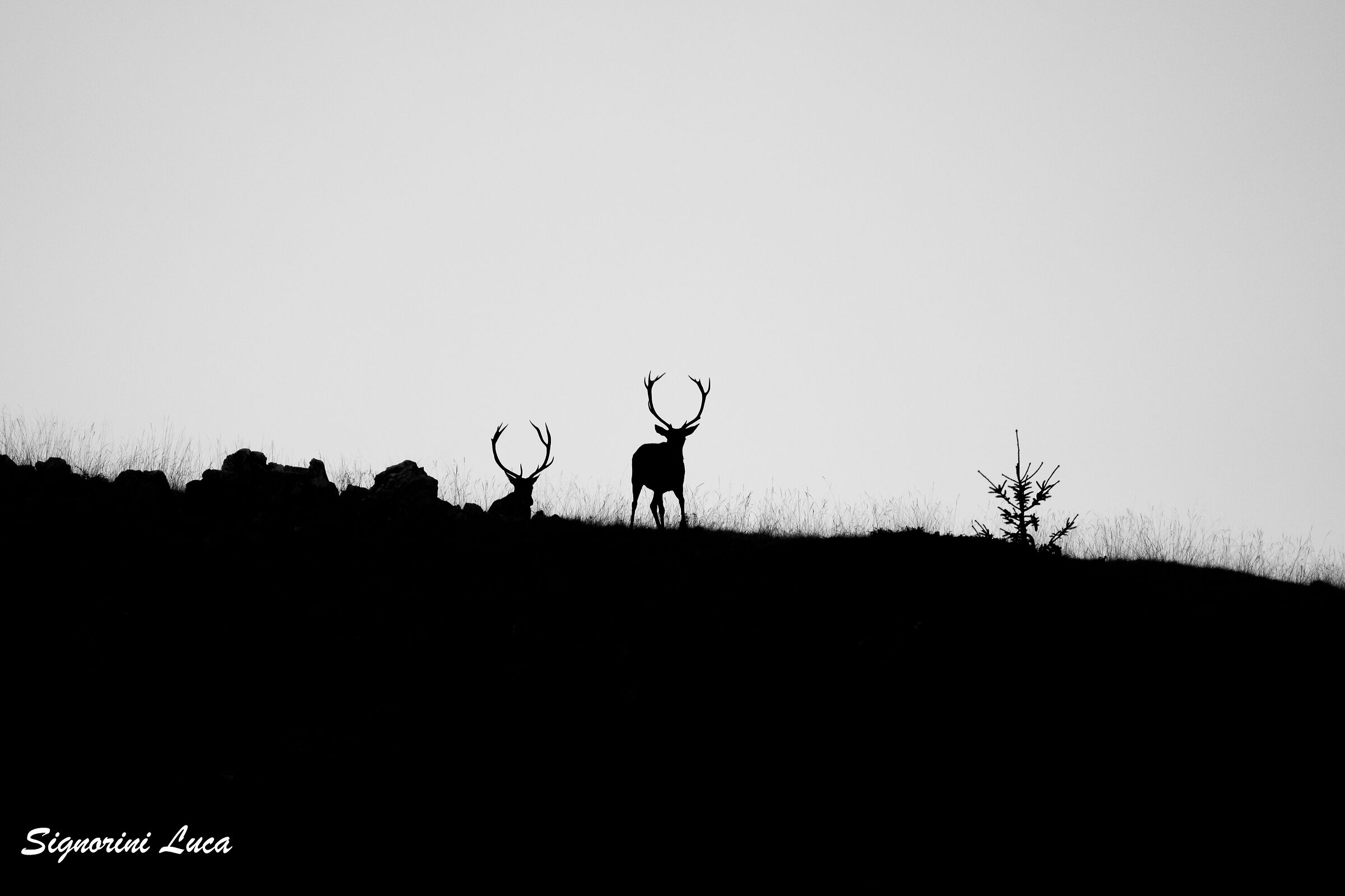 Silhouette