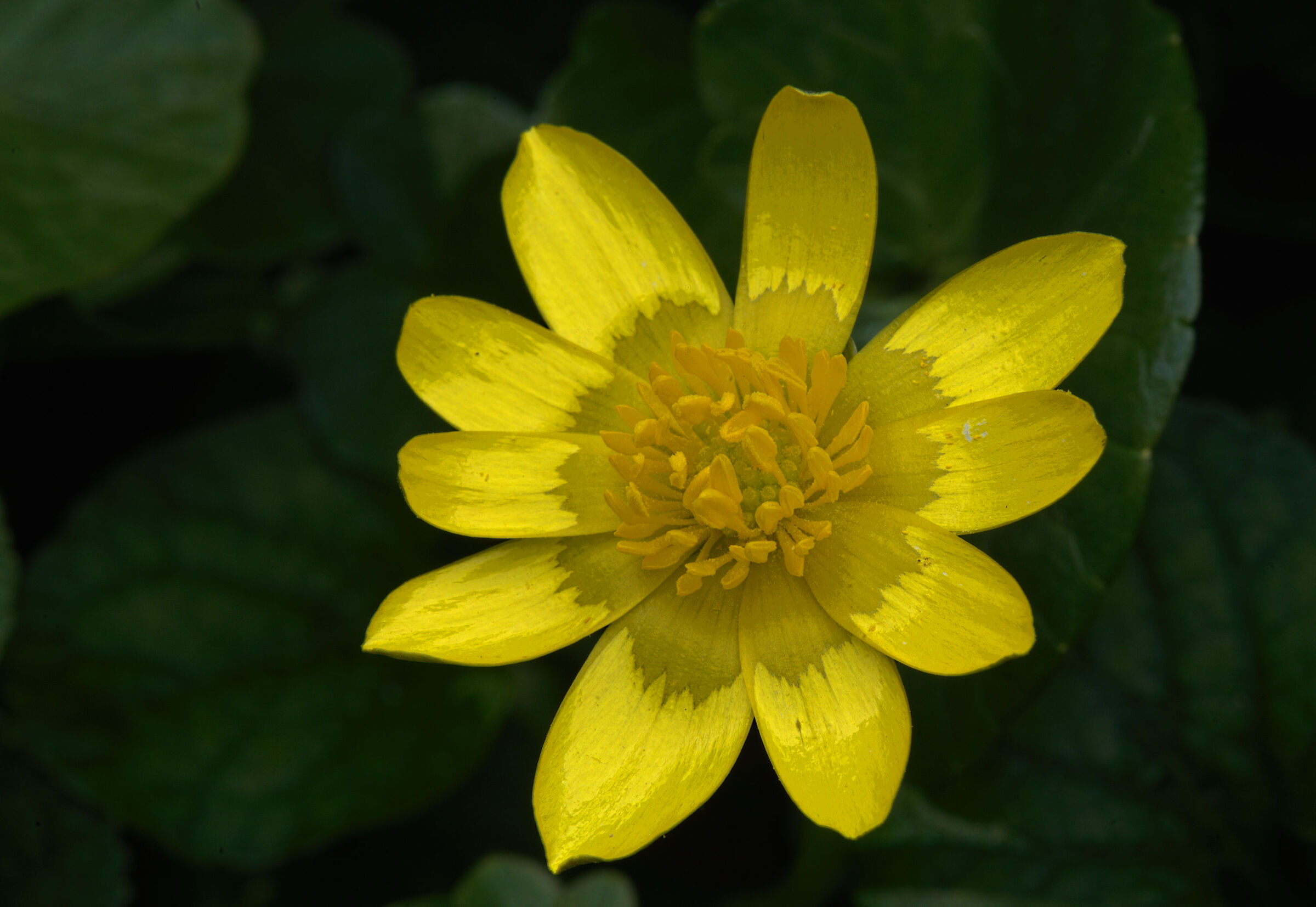 Ranunculus ficaria