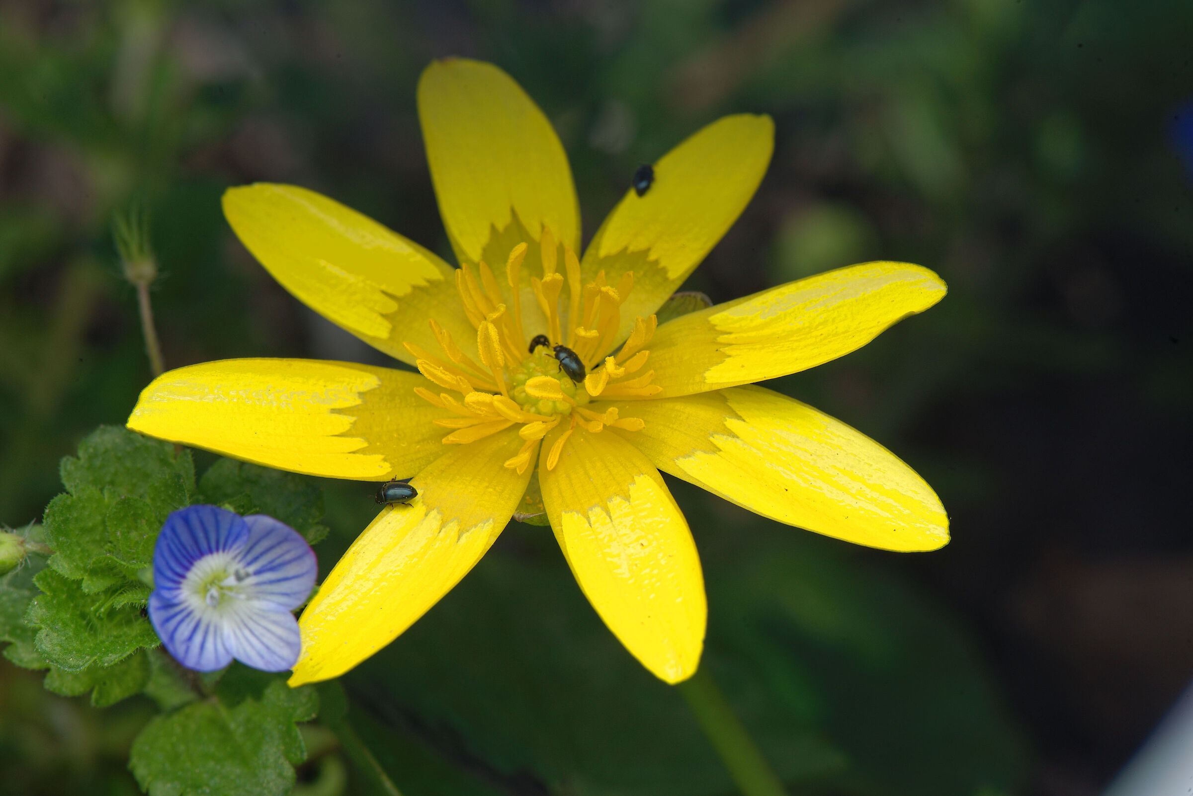 Ranunculus ficaria