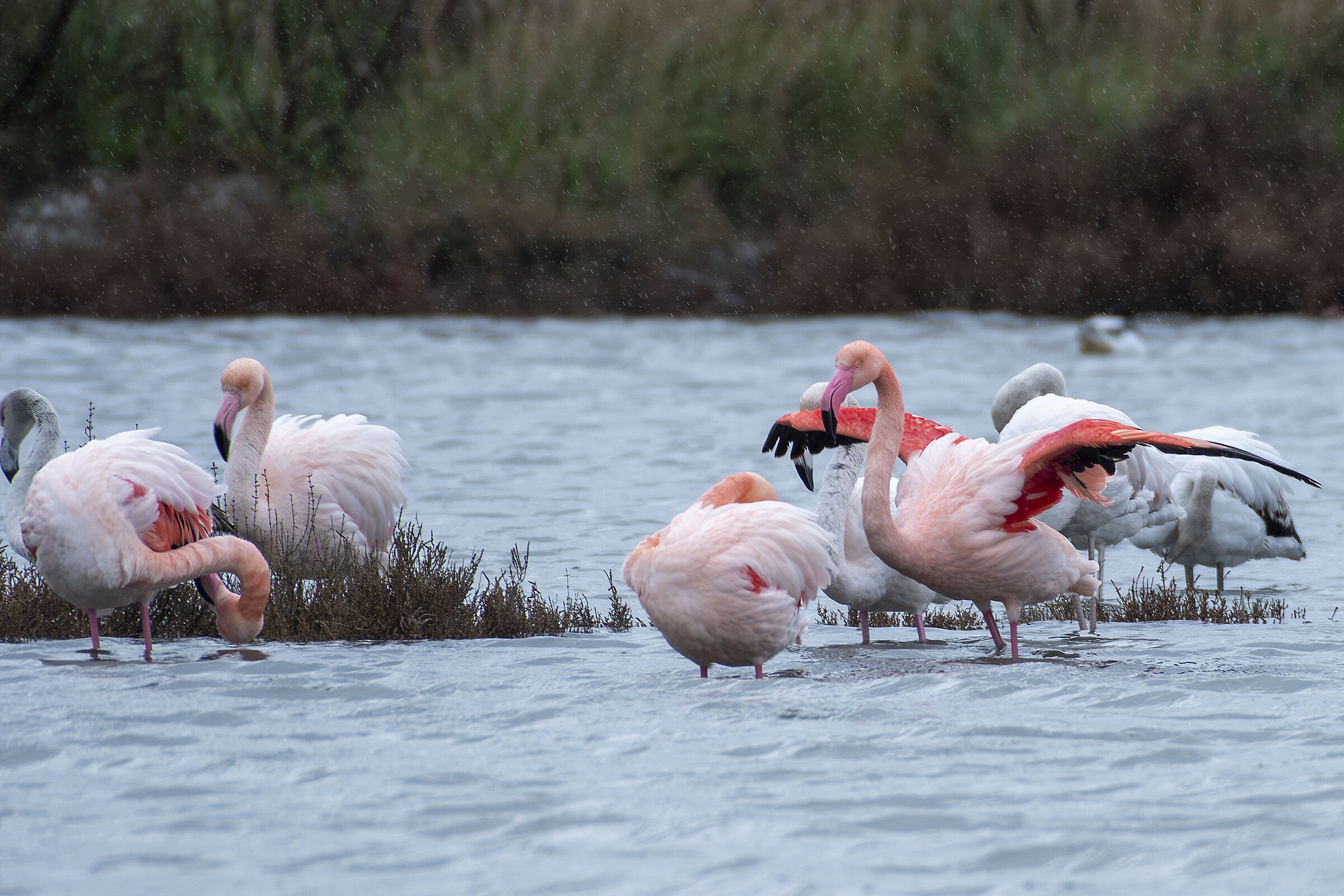 Fenicotteri e pioggia