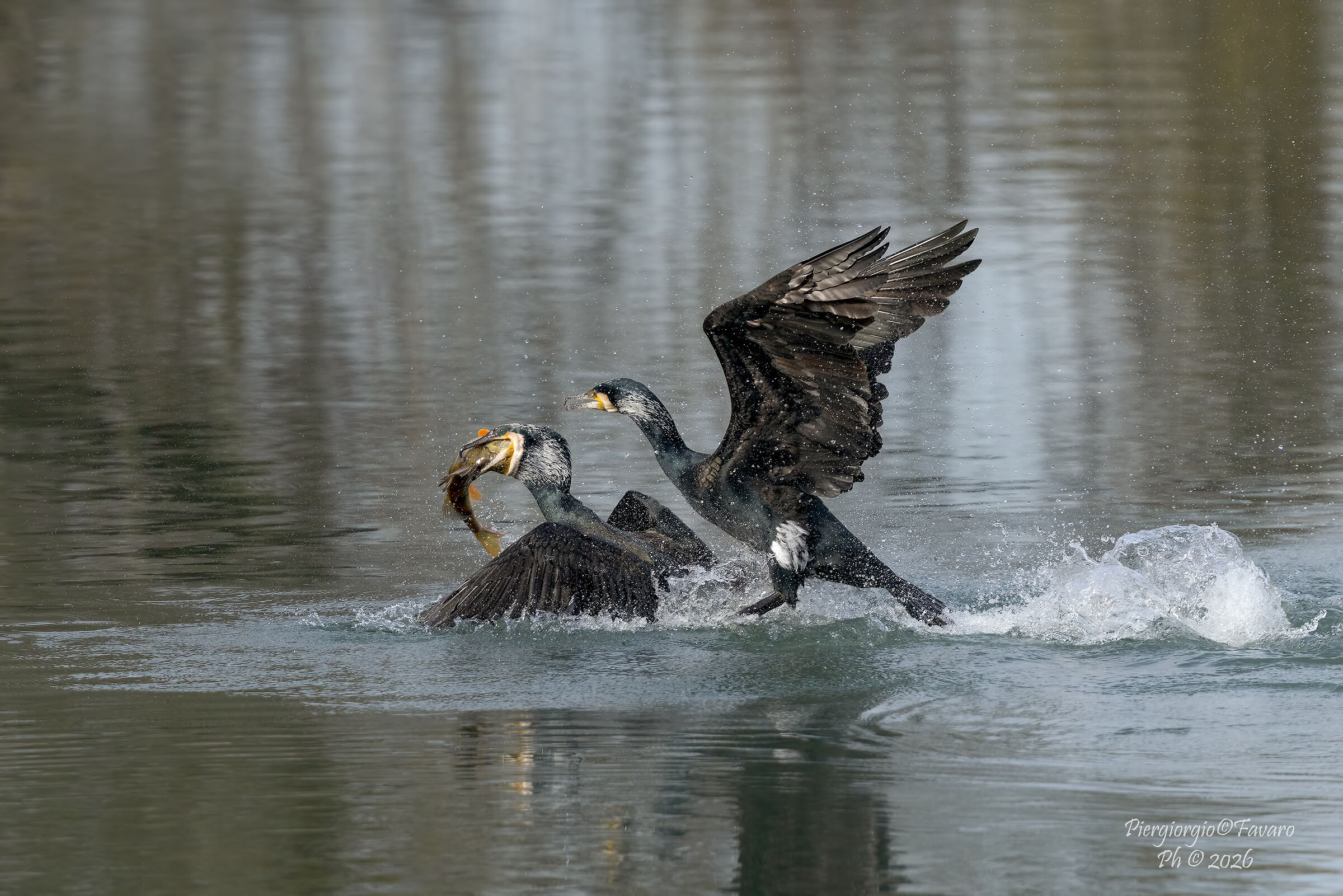 Quarrel for the defense of the prey