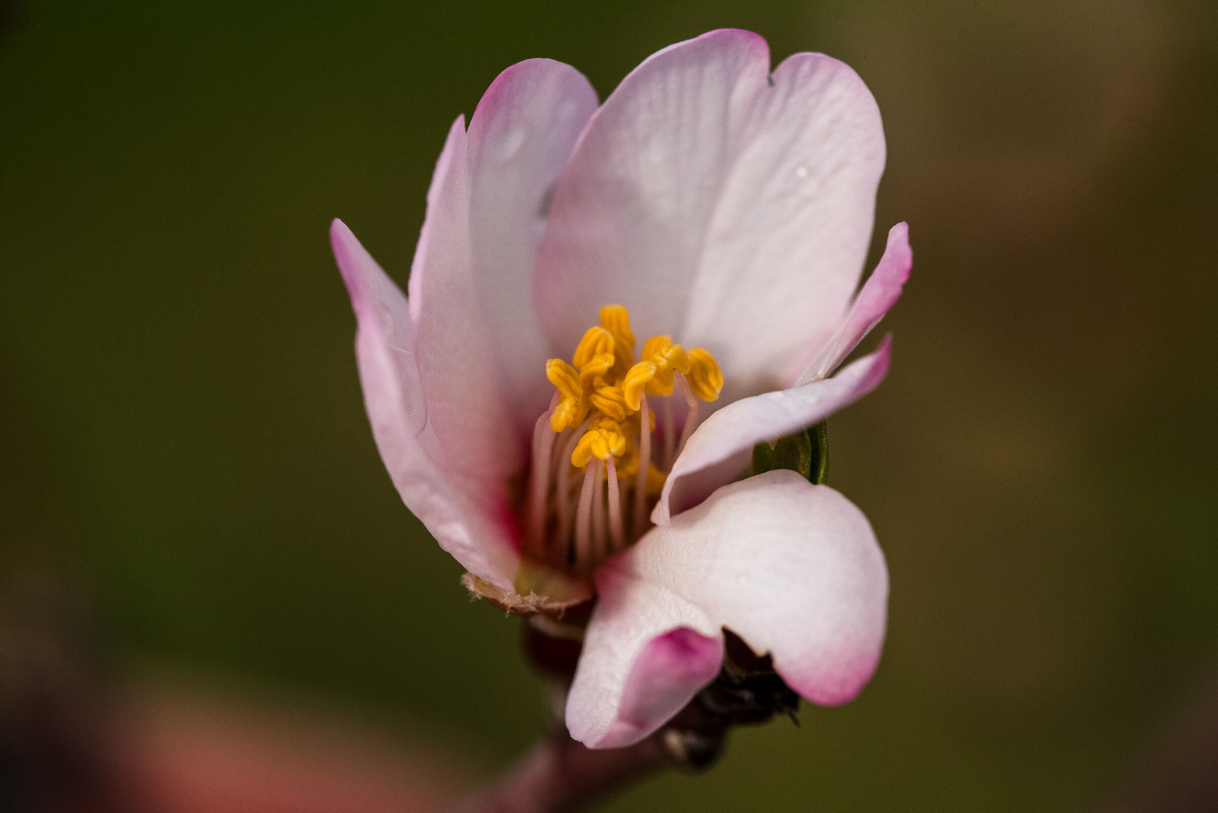 Fiore di mandorlo