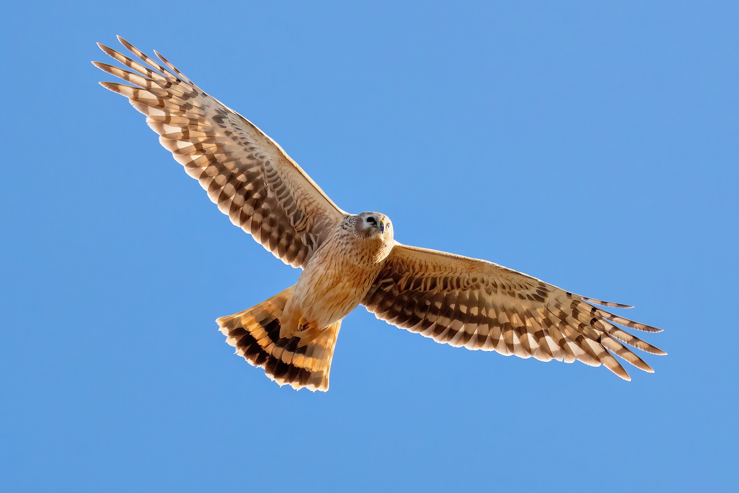 Hen Harrier (Circus cyaneus) female