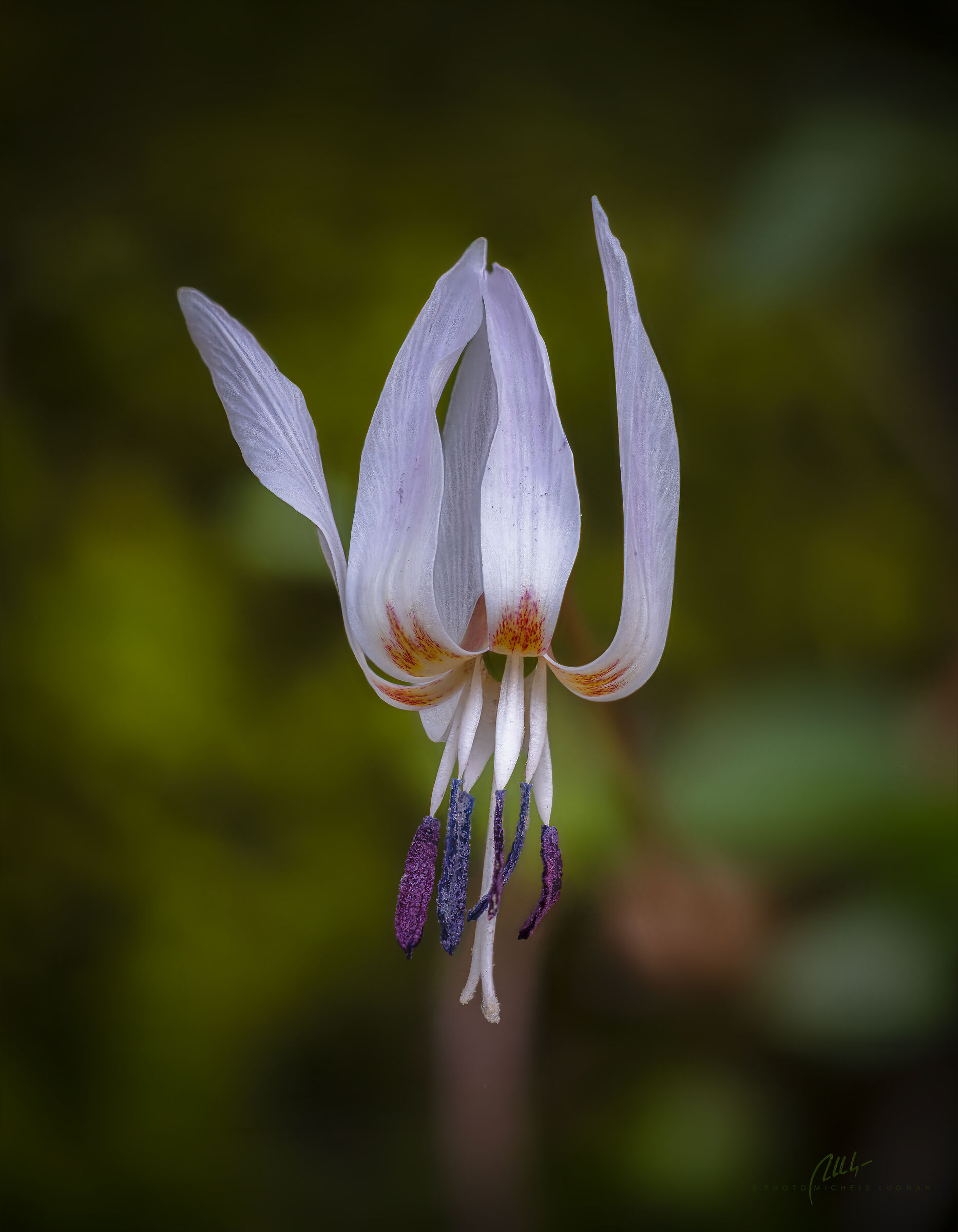 Erythronium dens-canis