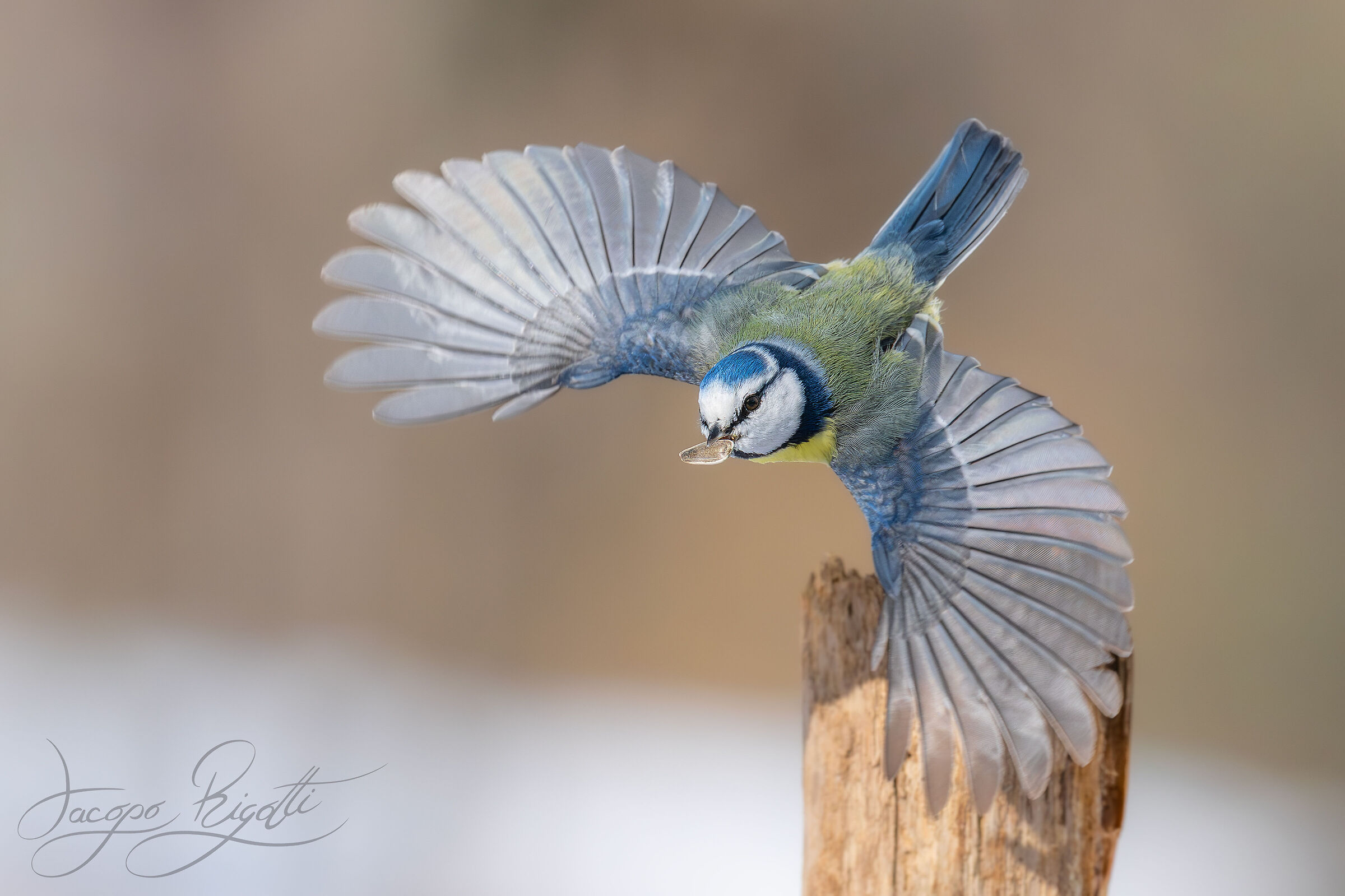 The detachment of the blue