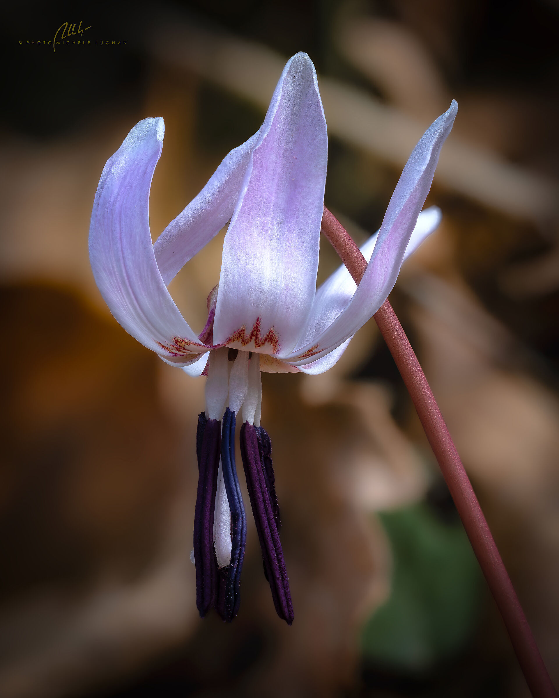Erythronium dens-canis (dog's tooth)