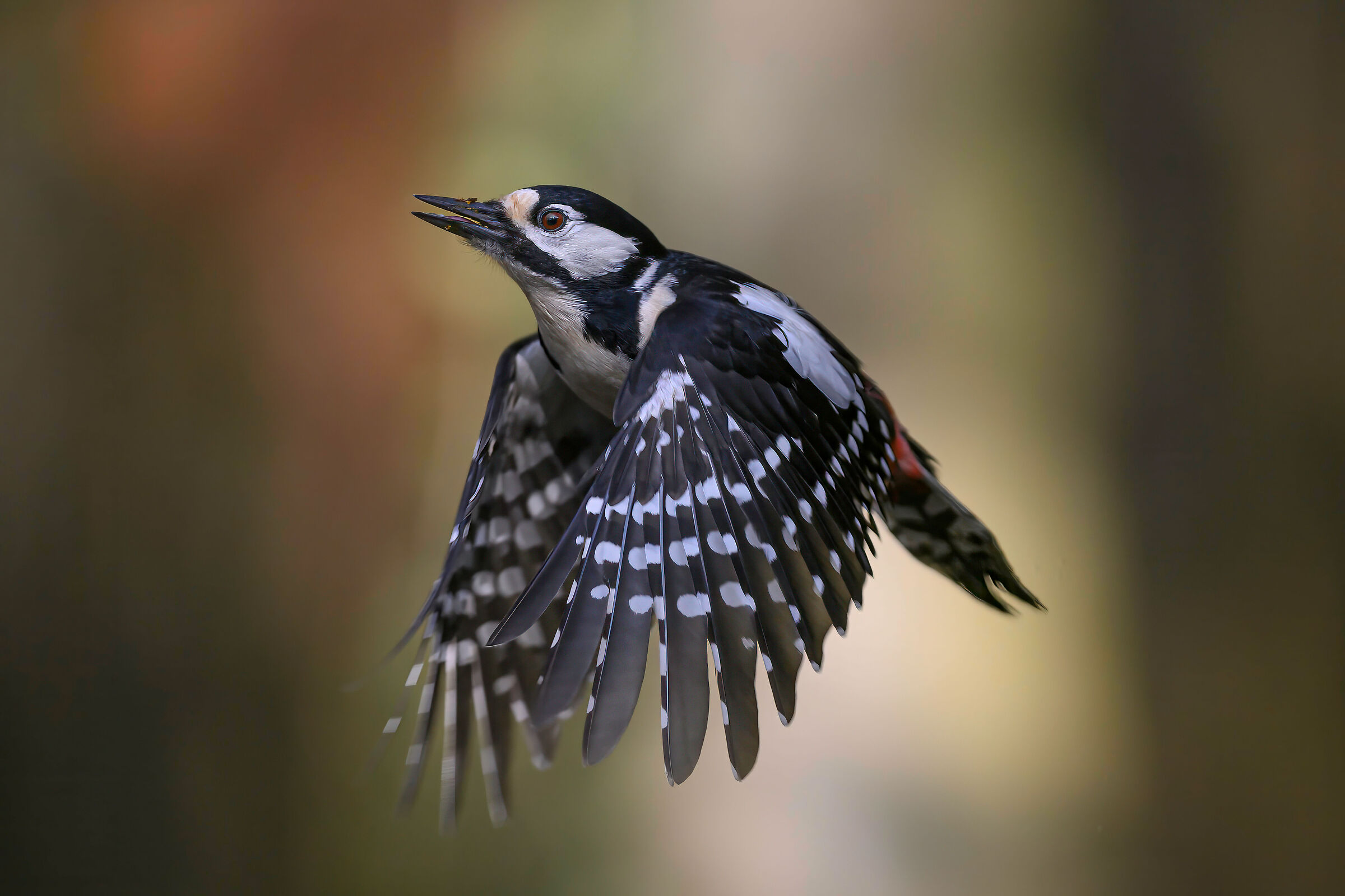 great spotted woodpecker