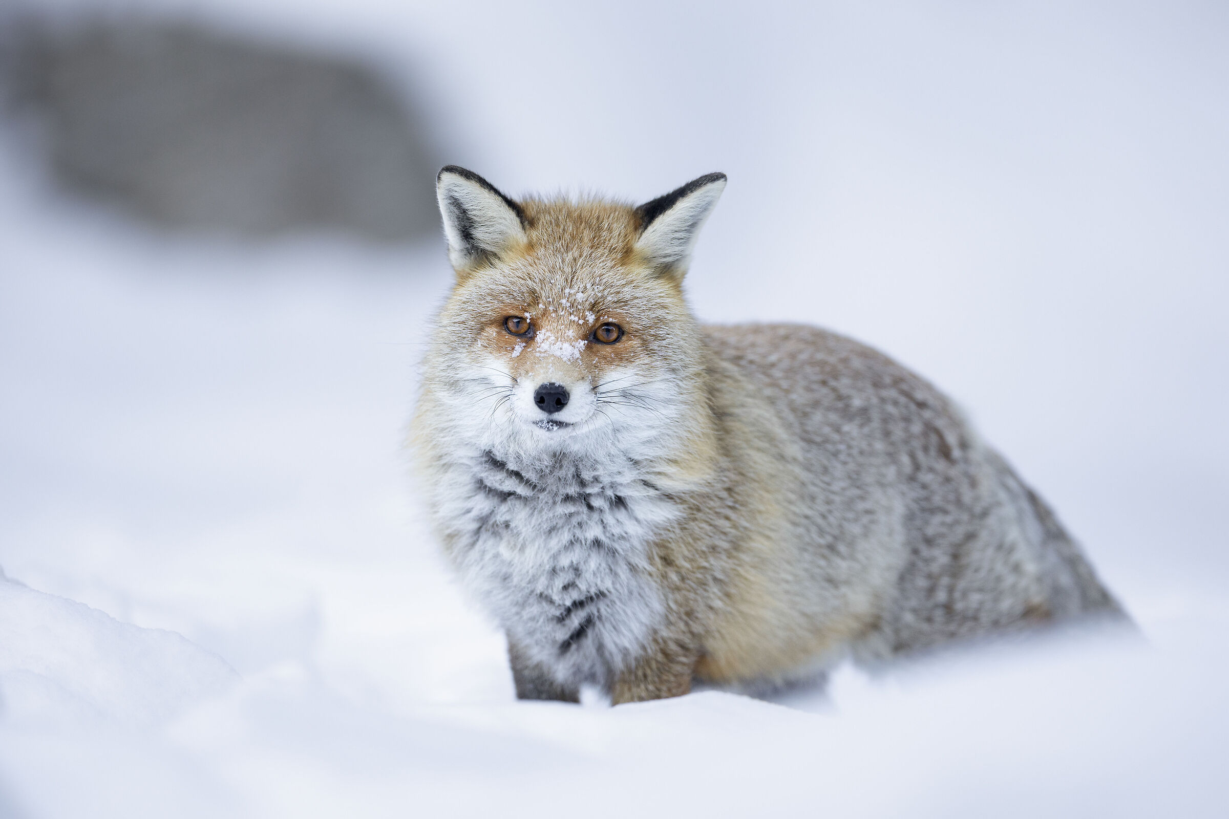 Red Fox