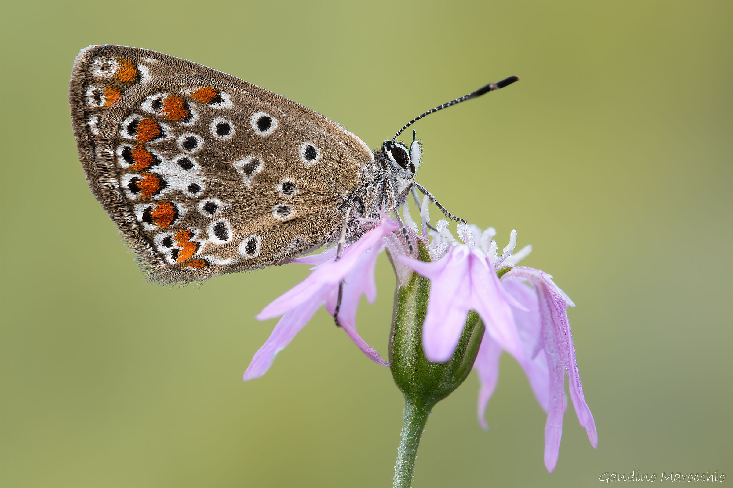 Polyommatus Escheri