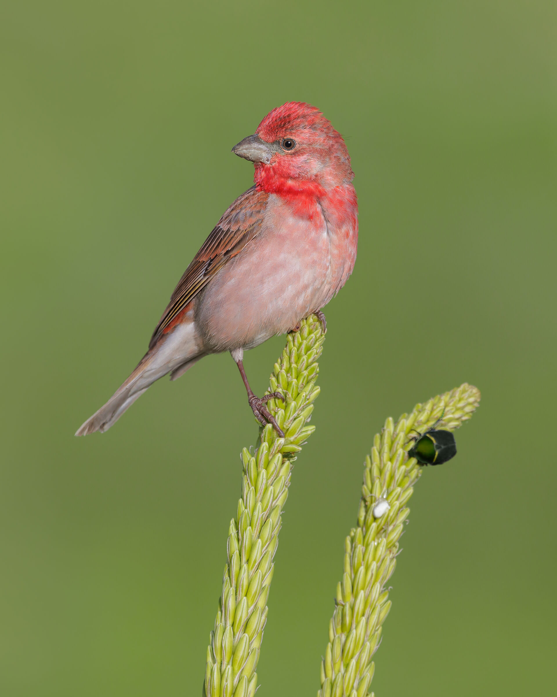 Ciuffolotto scarlatto