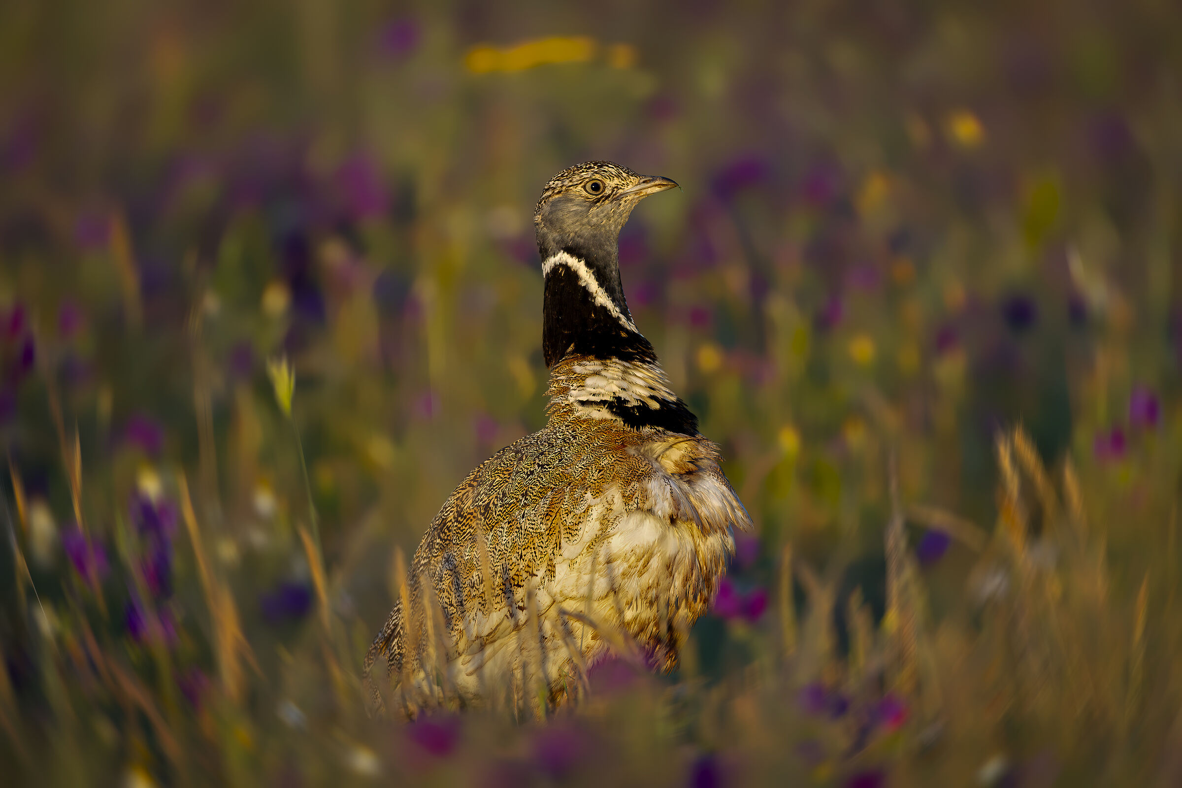 Little bustard hen