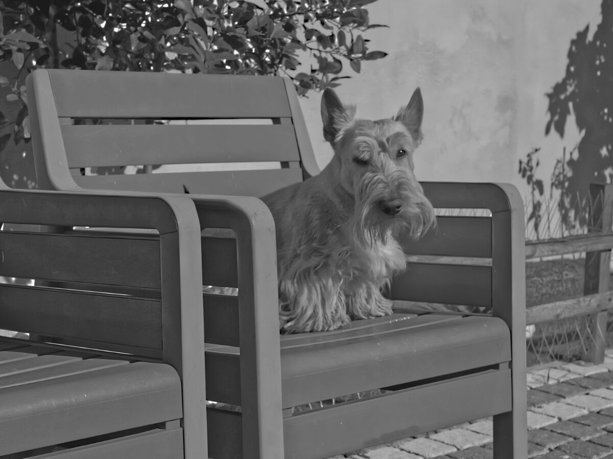 The Inseparable Friend