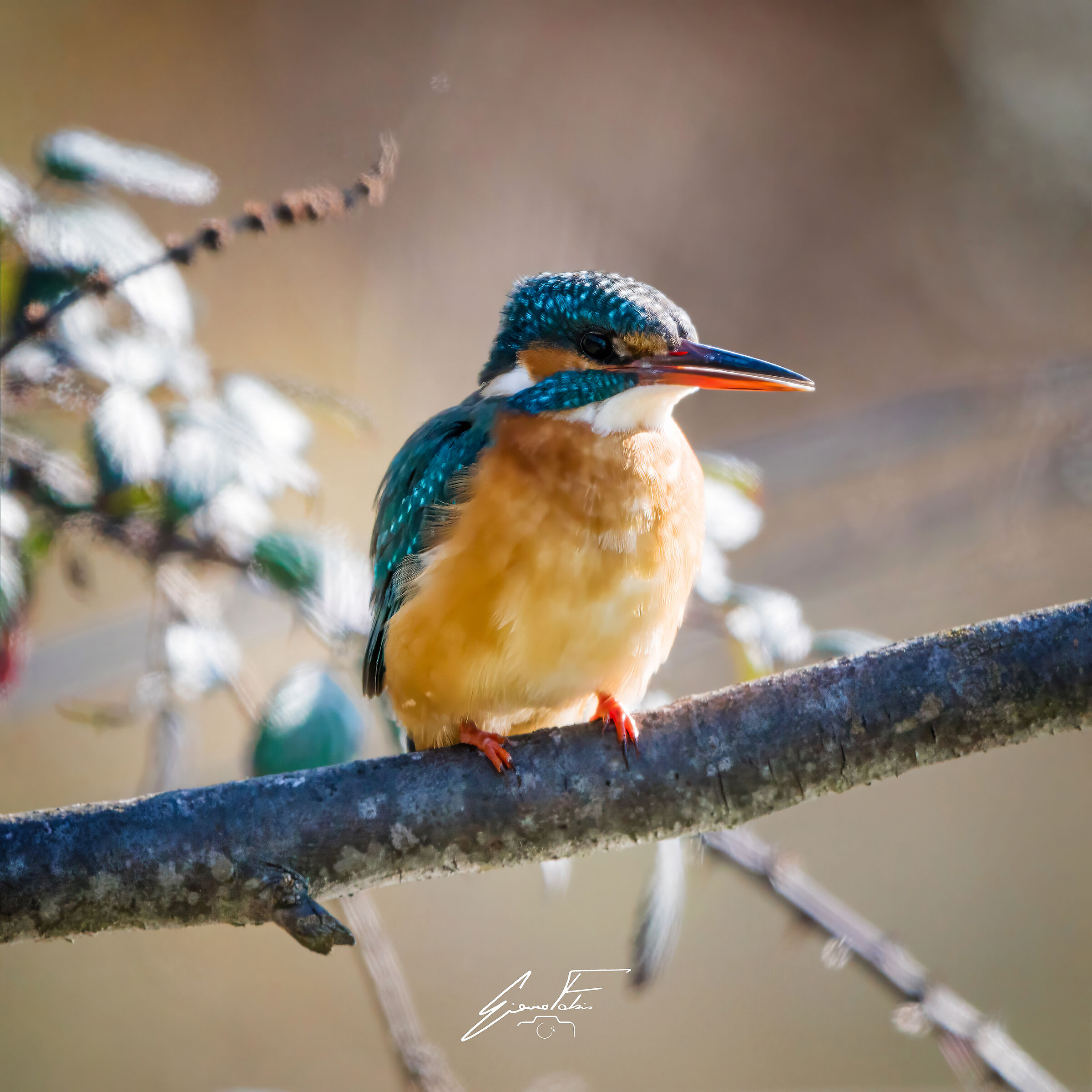 My first Kingfisher