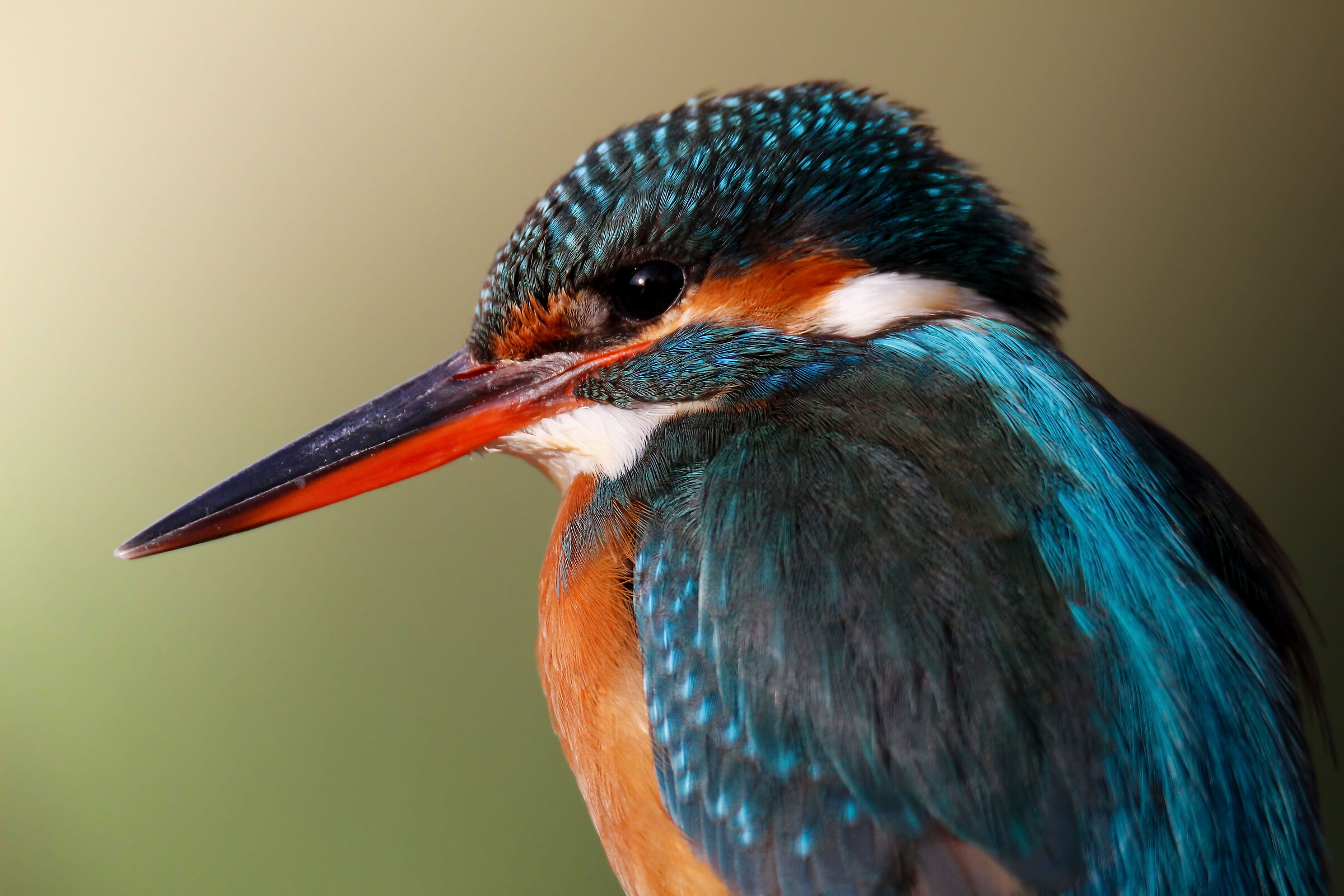Il  martin pescatore