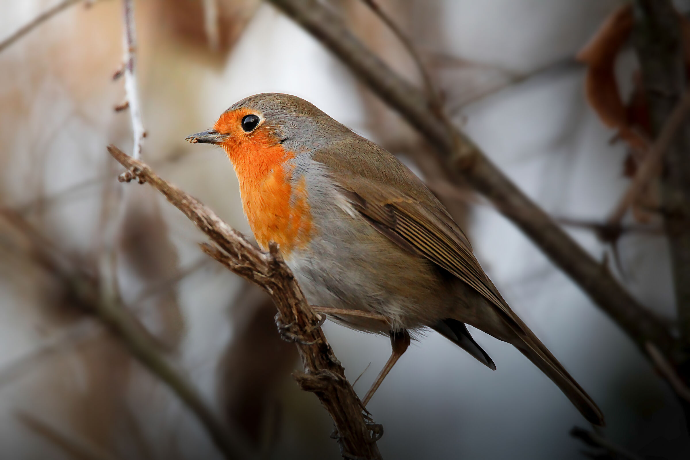 Il pettirosso