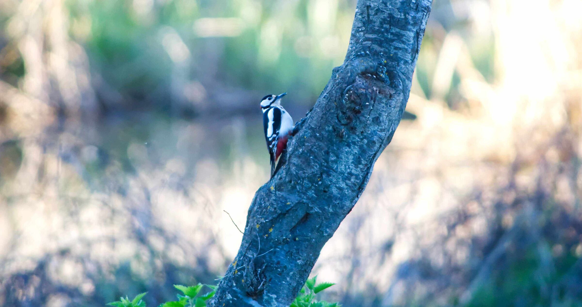 picchio rosso maggiore