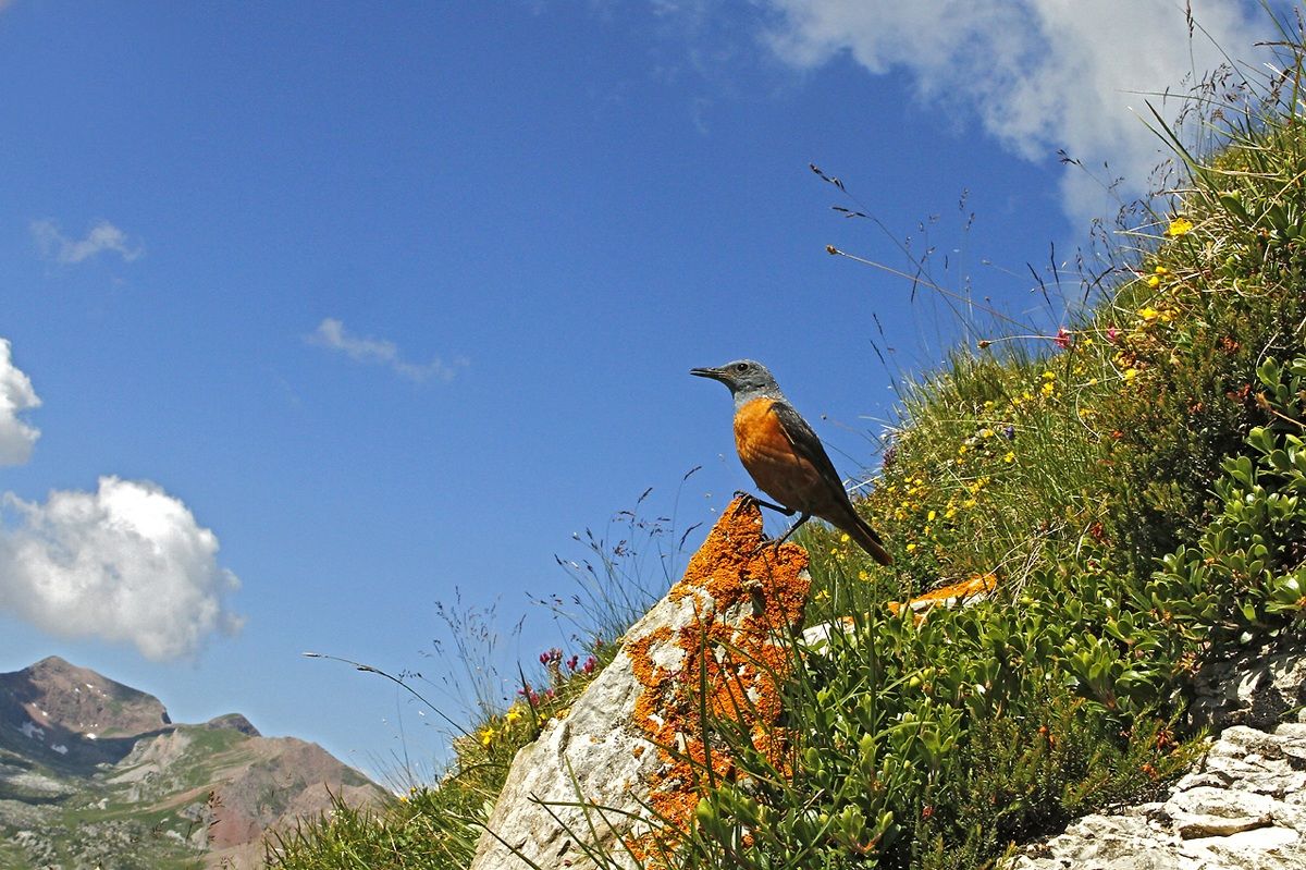 Codirossone - Monticola saxatilis