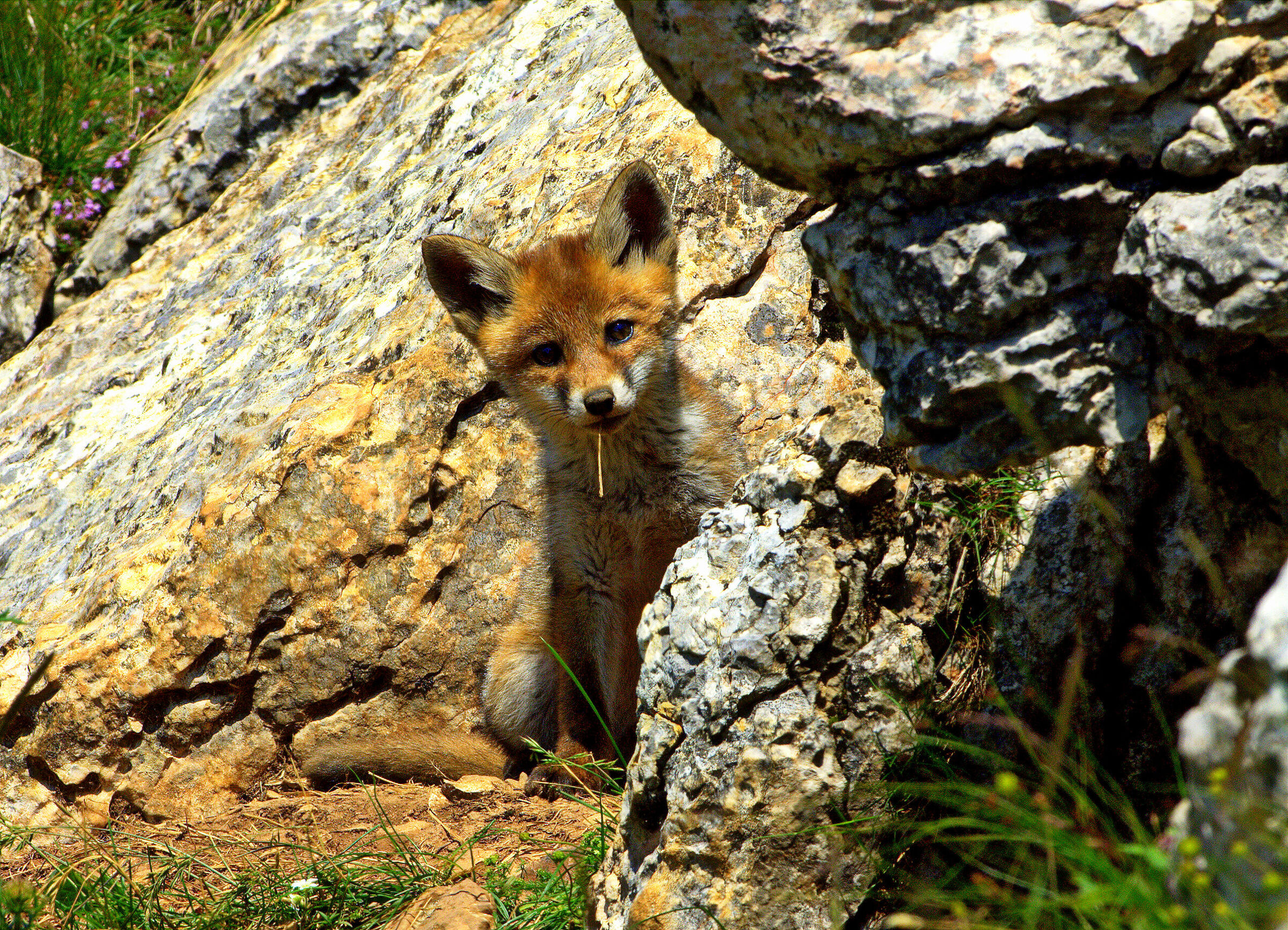 The curiosity of puppies
