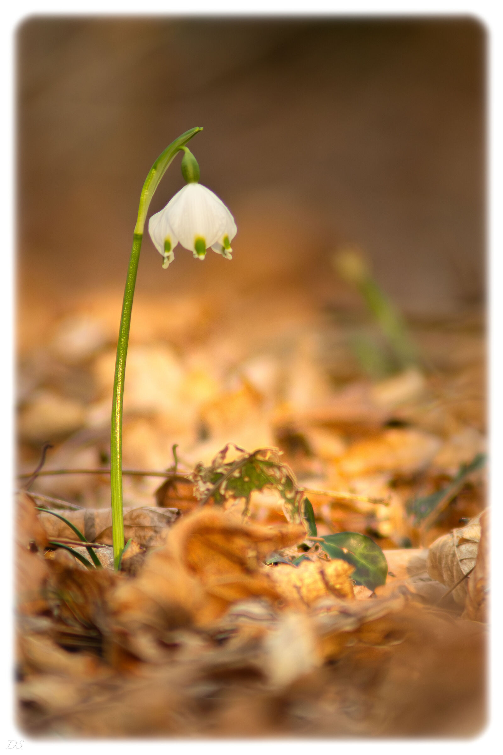 Un semplice fiore