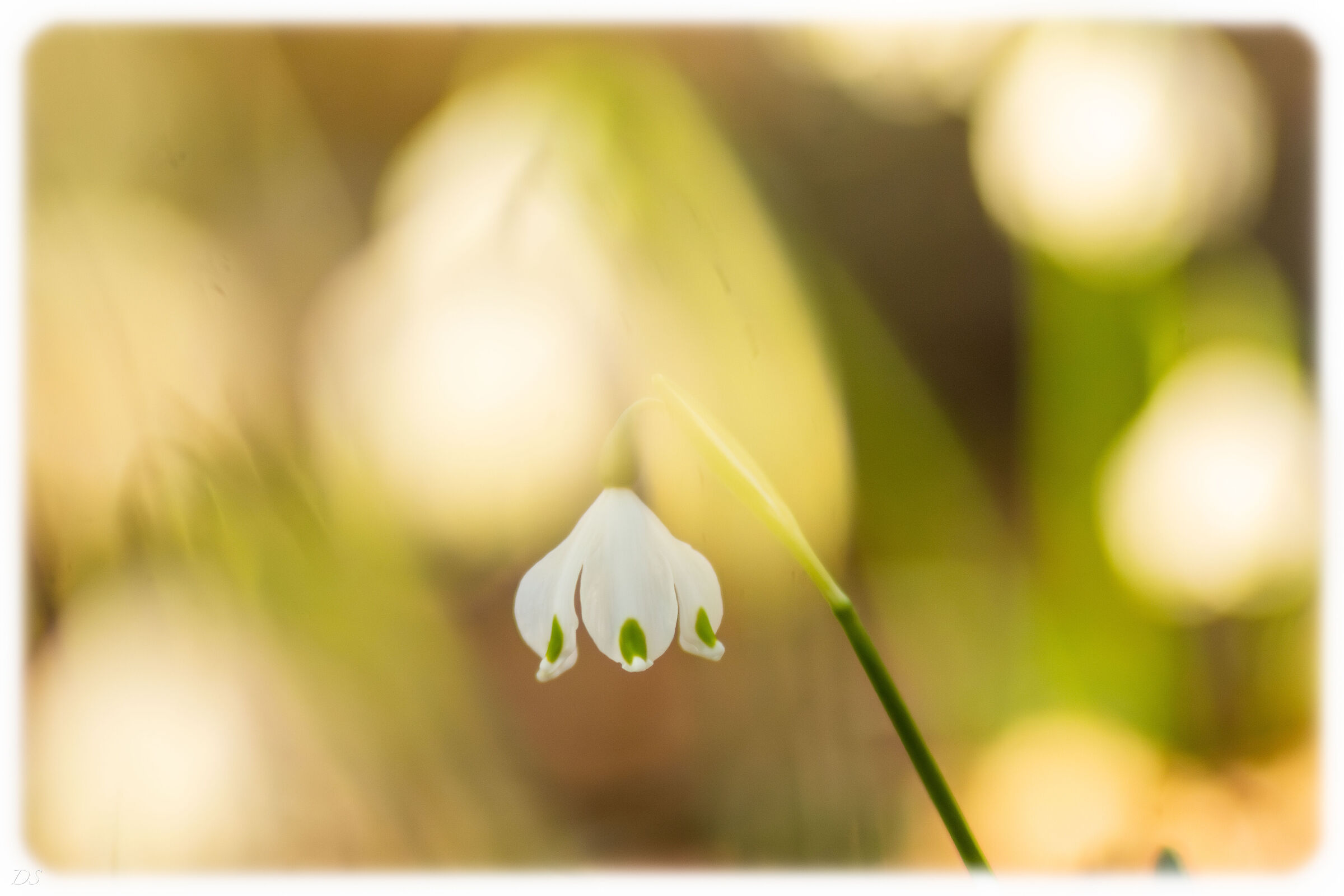 Semplice fiore fra i suoi simili