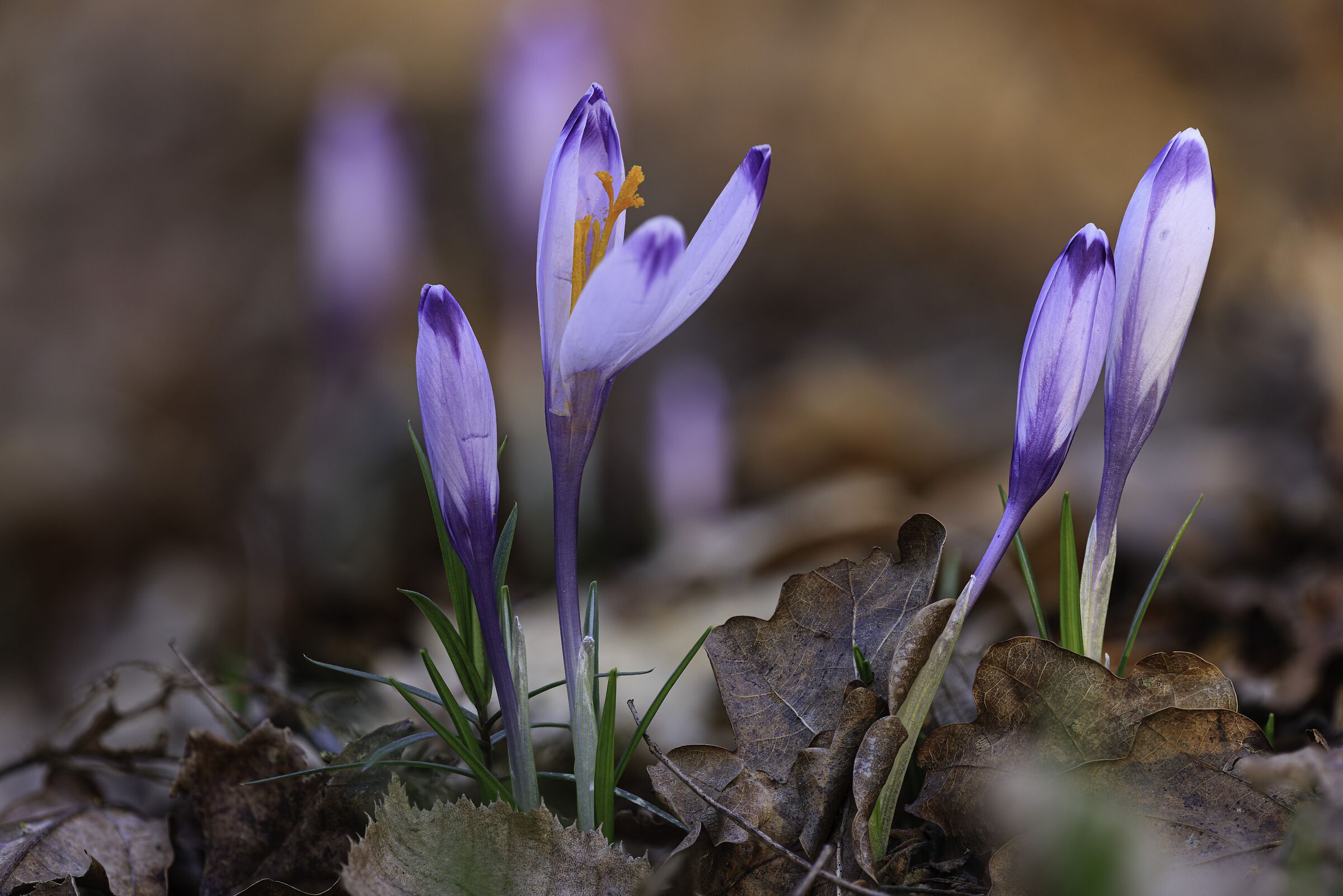 Crocus heuffelianus