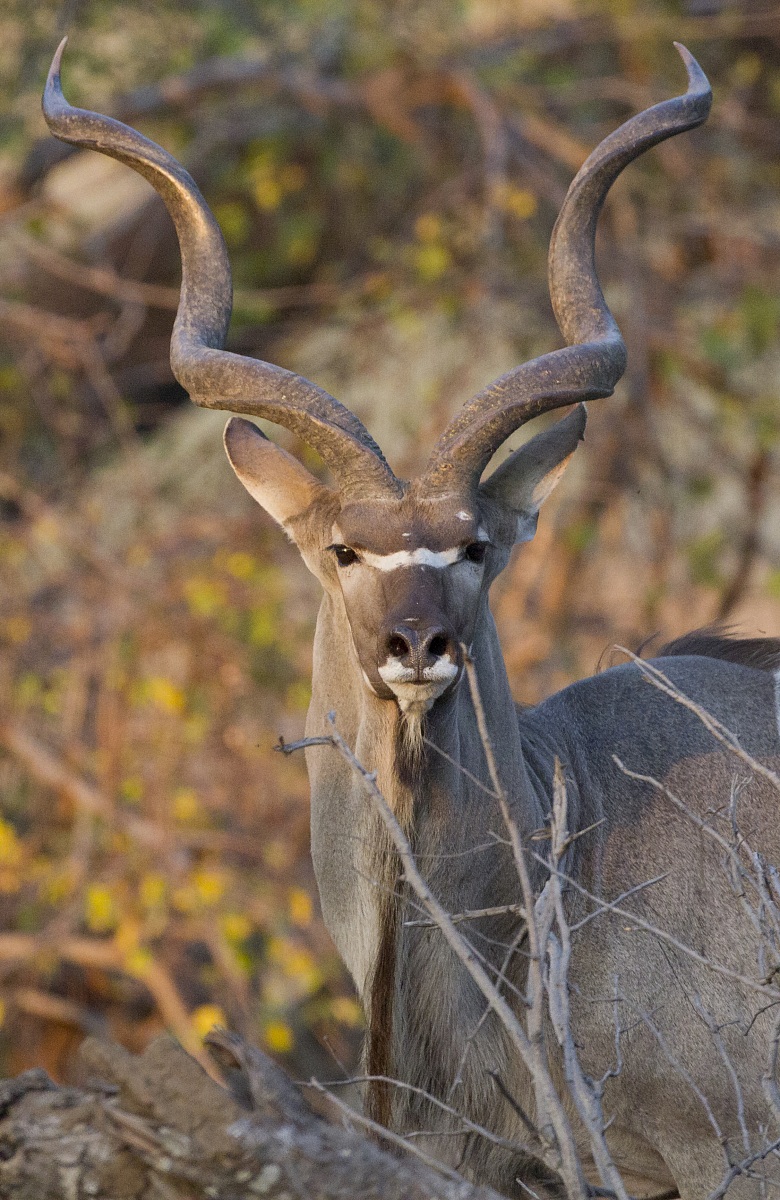 L'alba a South Luangwa