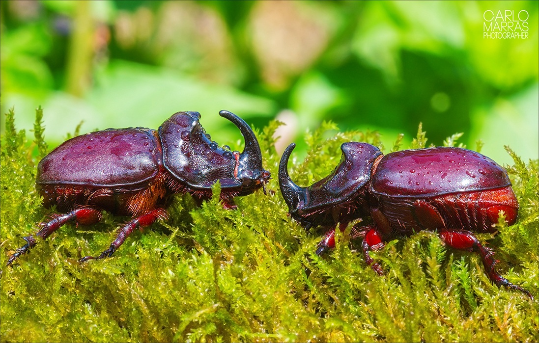 Rhinoceros beetle / Men in combat