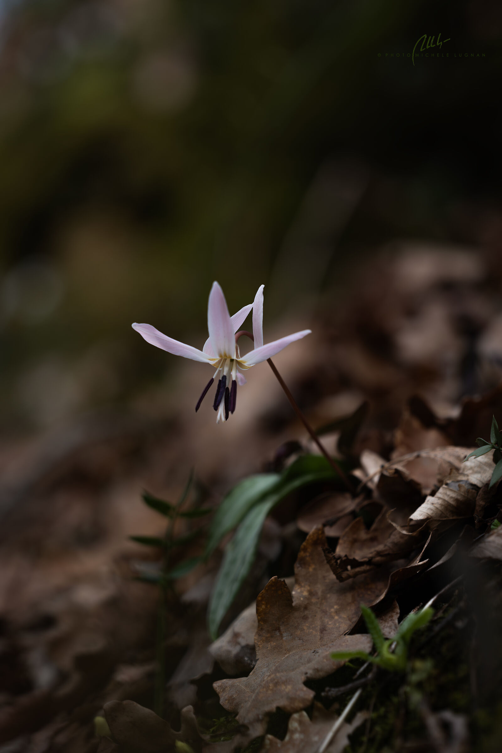 Safe in the woods