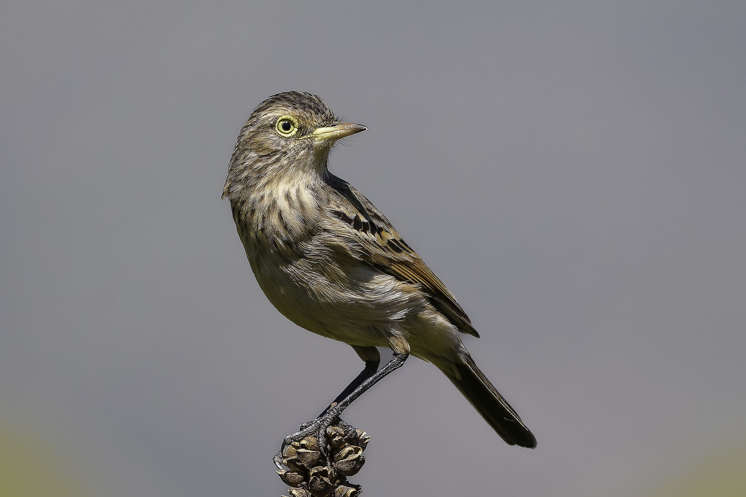 Pico de plata (female)