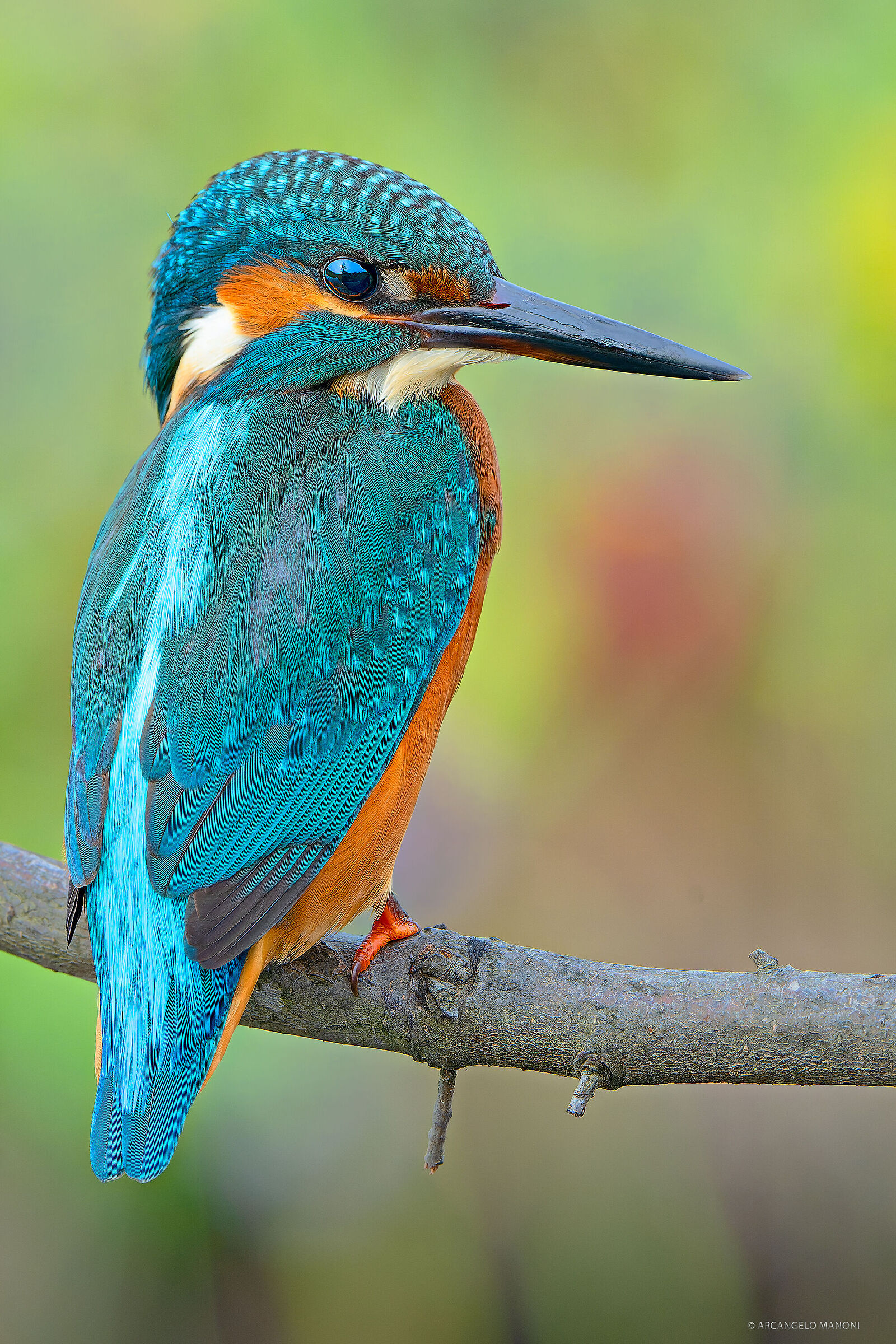 Kingfisher