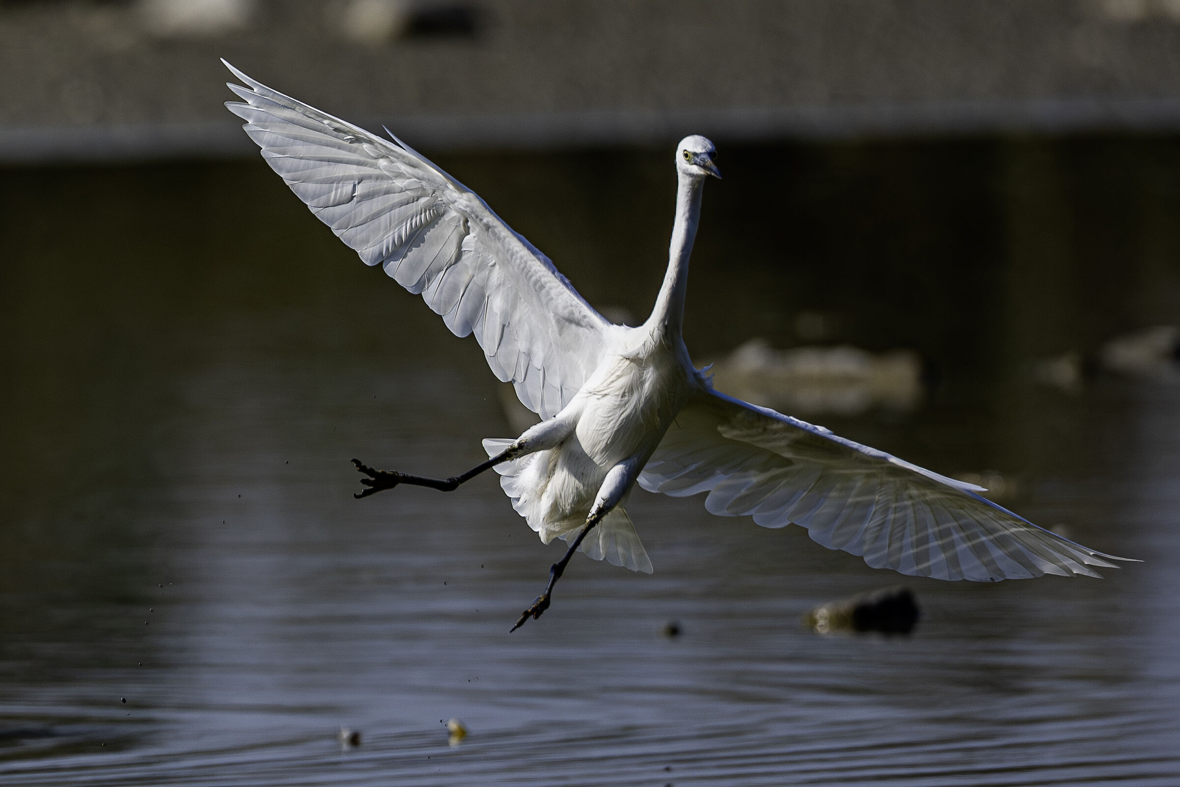 Volo planare