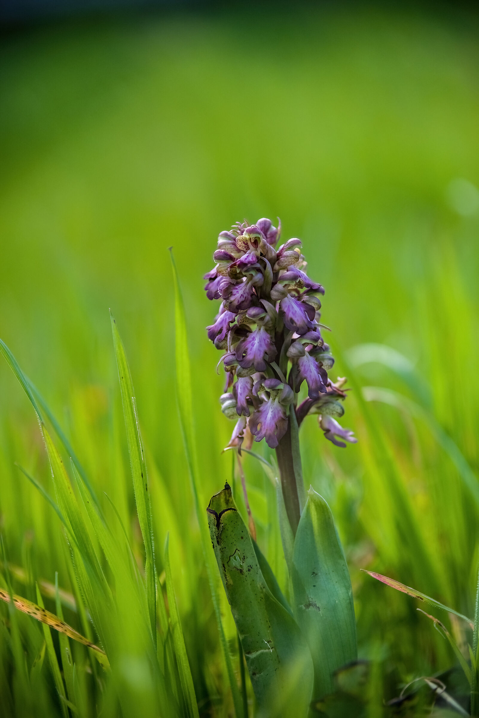 Robert's orchid (Himantoglossum robertianum)