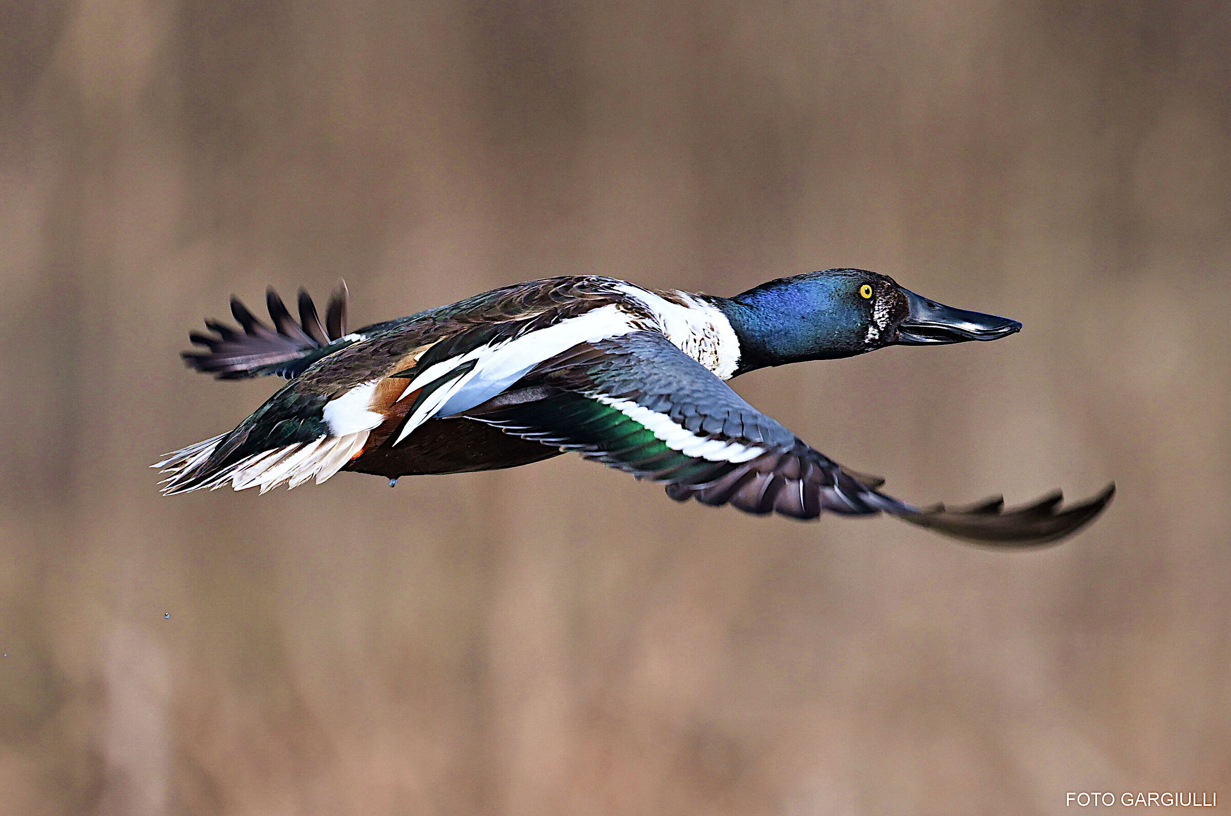 Male shoveler