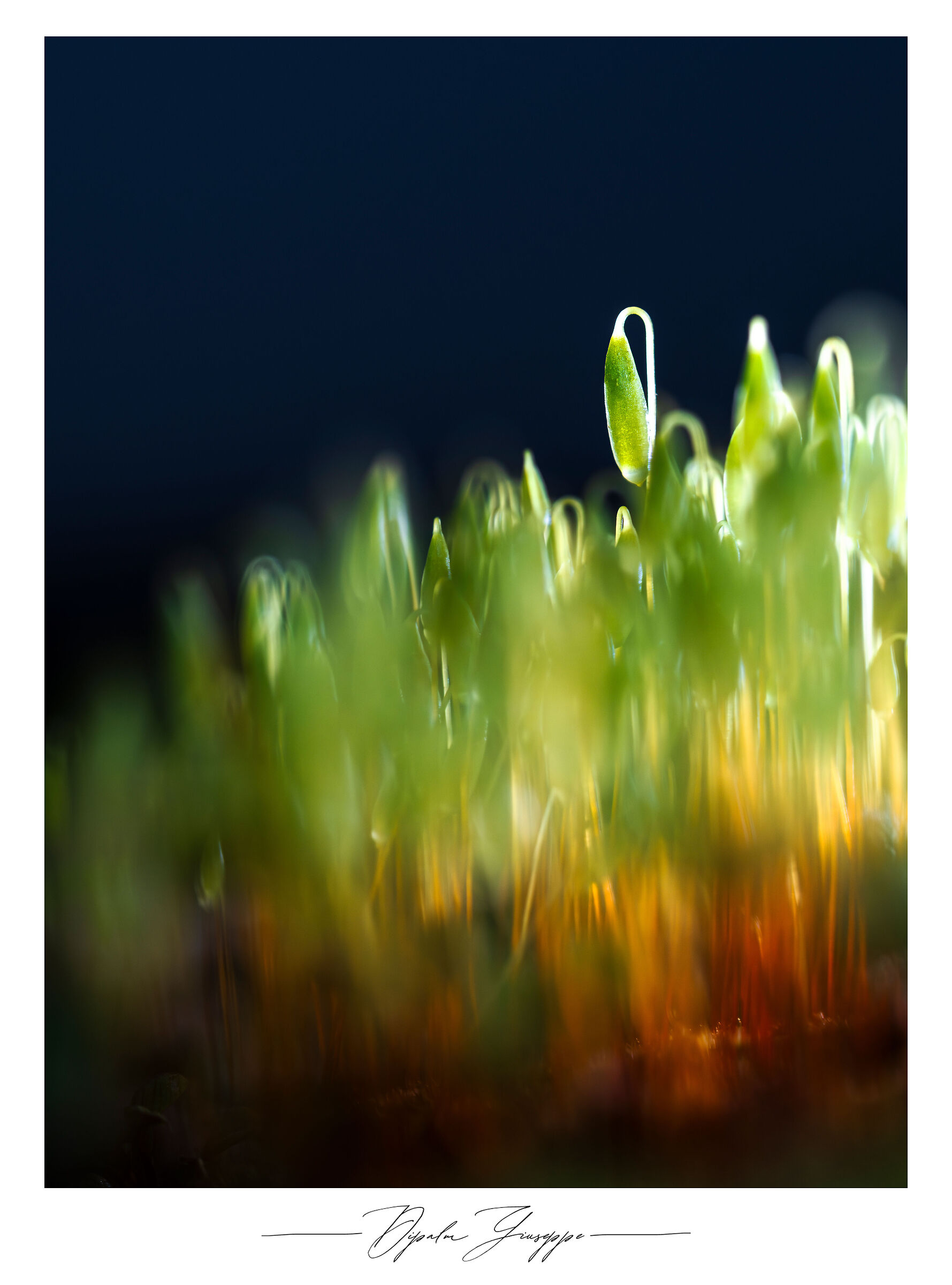 Moss sporophytes