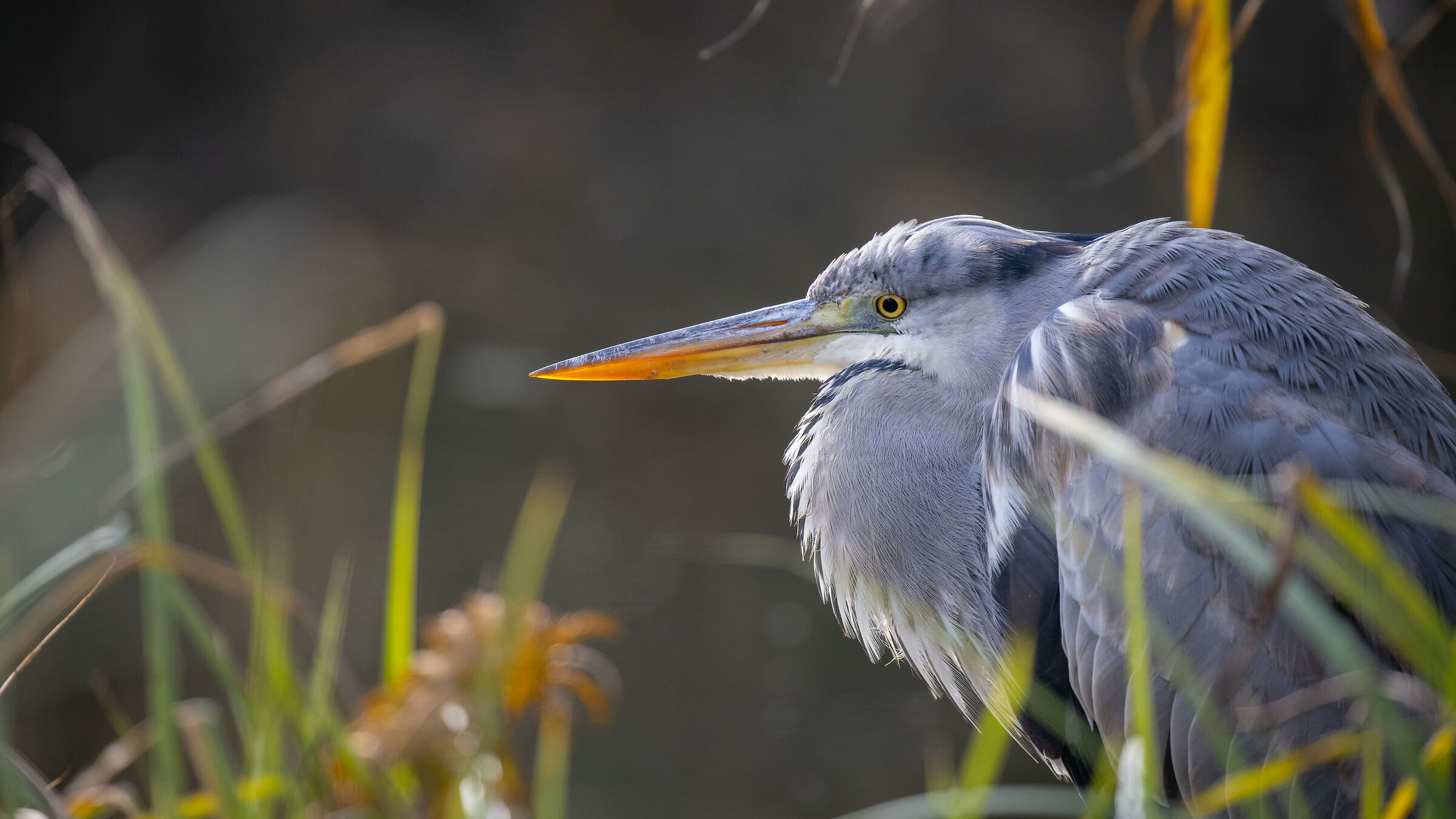 Baby Grey Heron