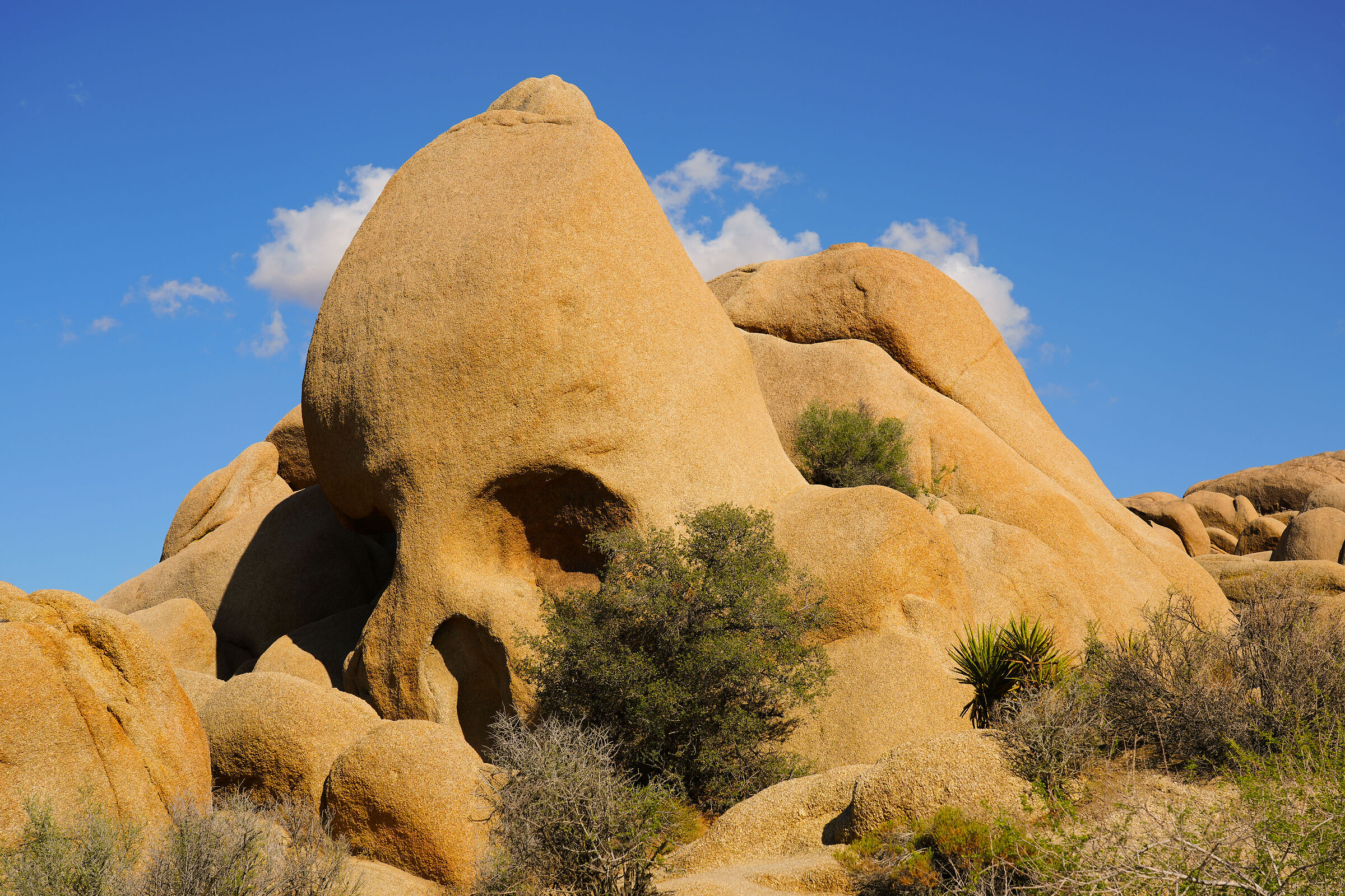 Joshua Tree National Park