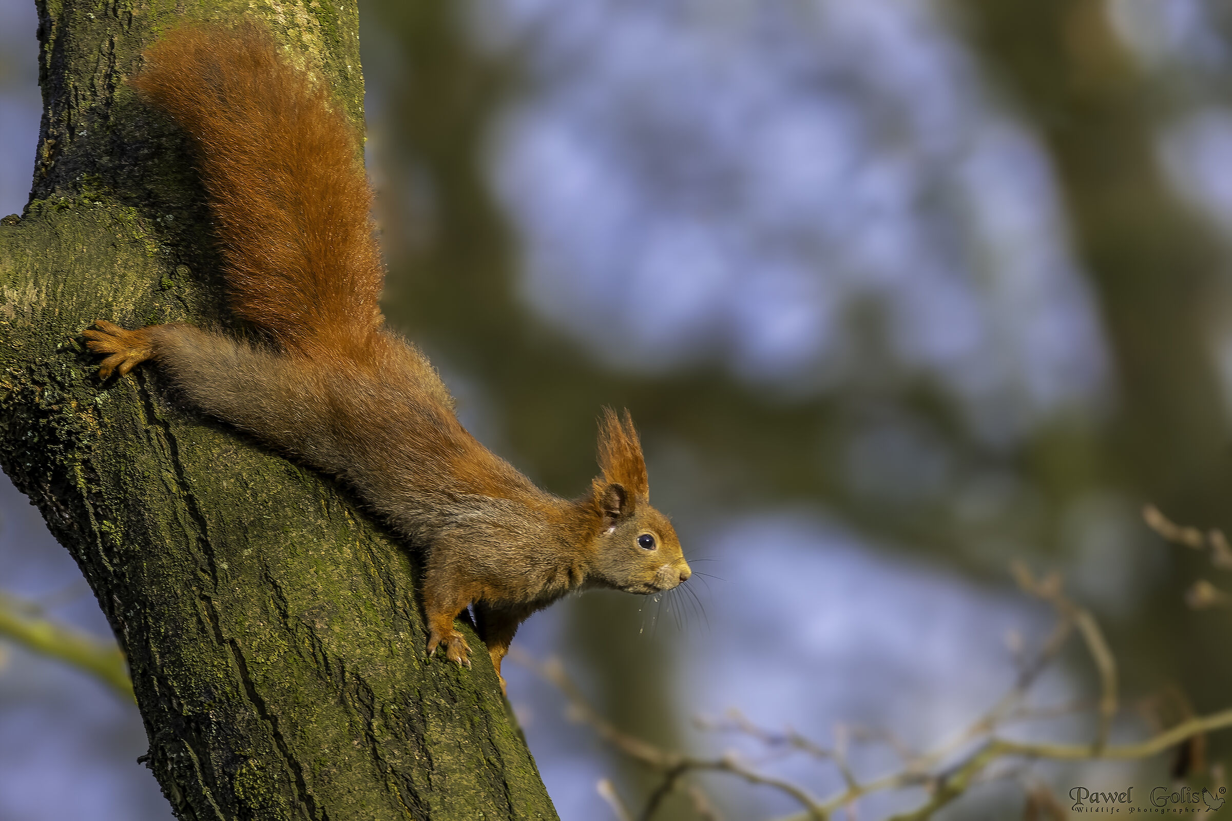 Eurasian red squirrel (Sciurus vulgaris)