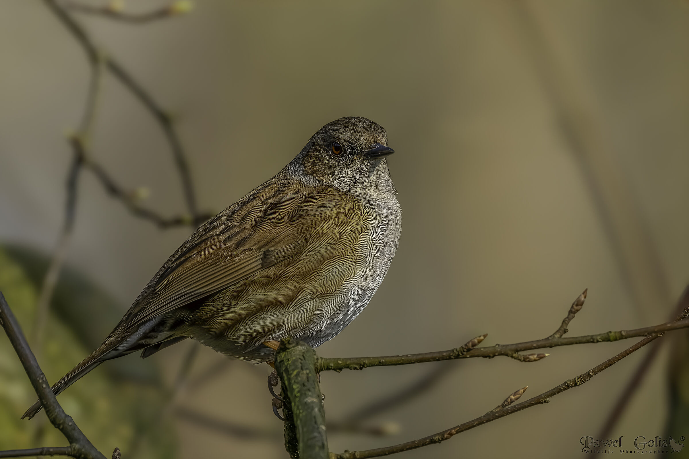 Dunnock (Prunella modularis)