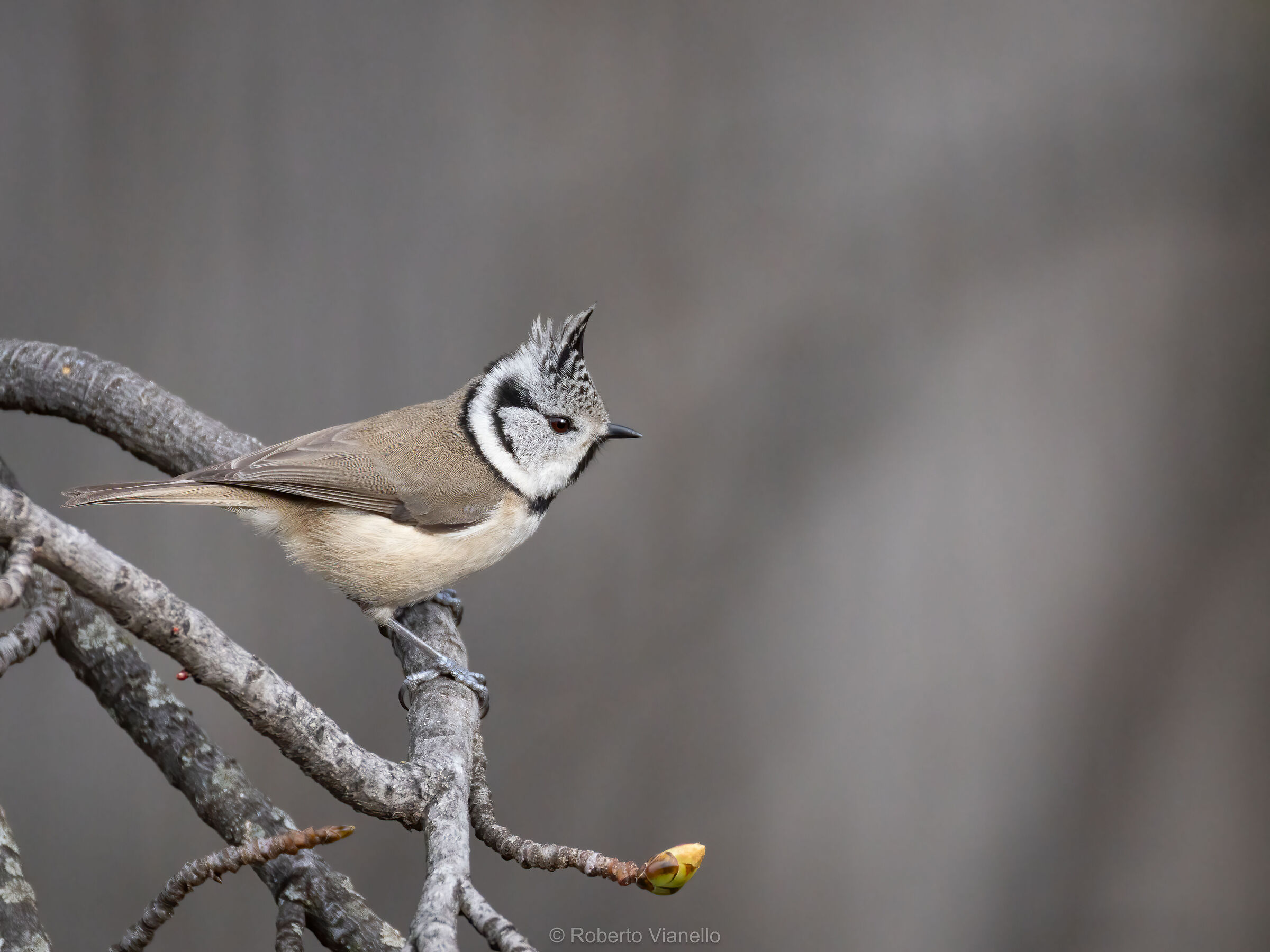 Cincia dal ciuffo (Lophophanes cristatus)