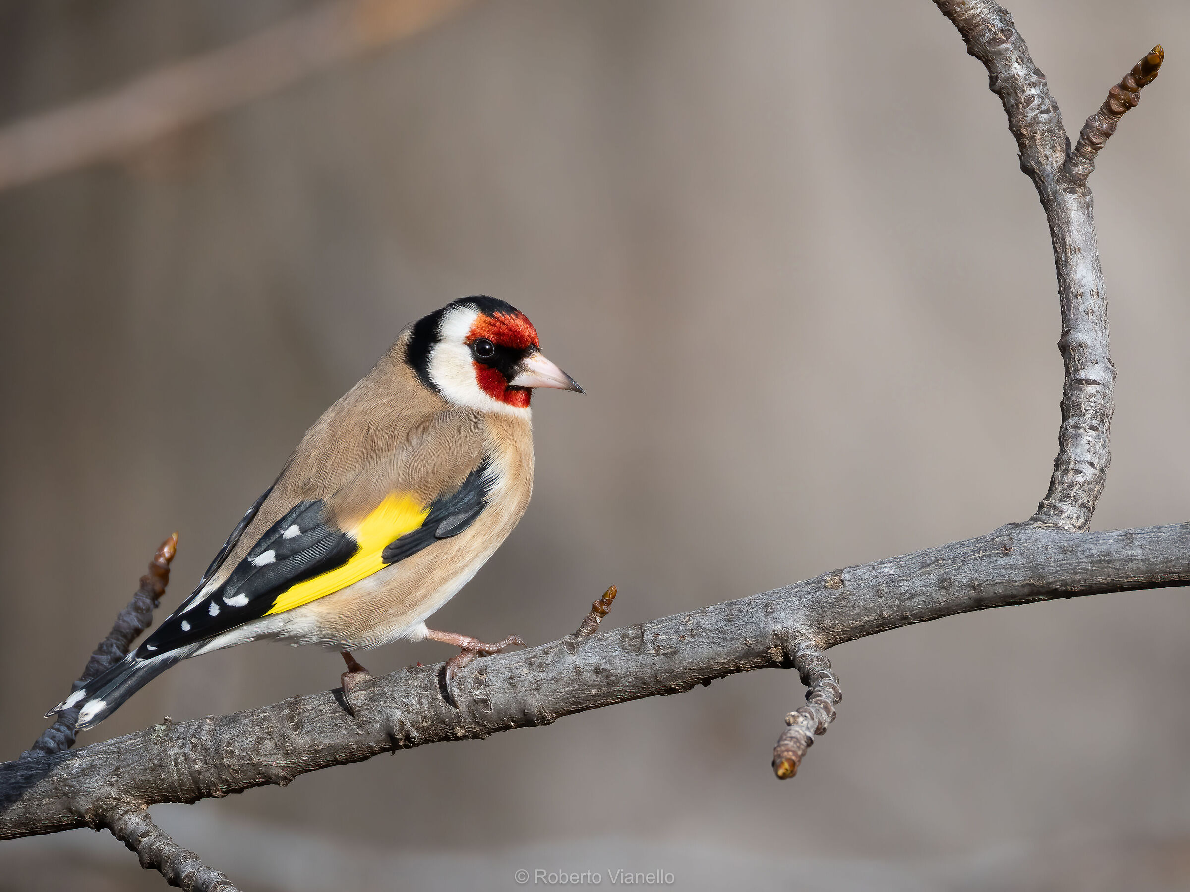 Cardellino (Carduelis carduelis)
