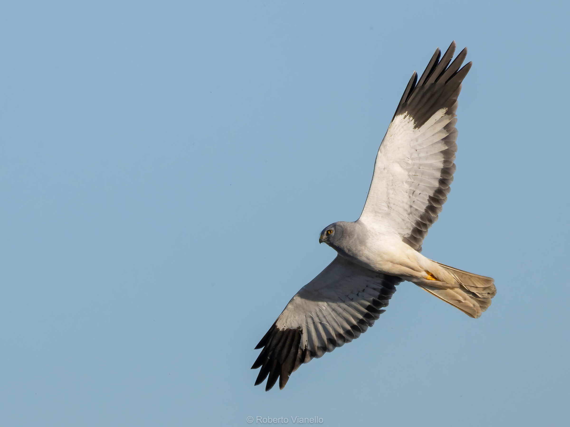 Albanella reale (Circus cyaneus), maschio.